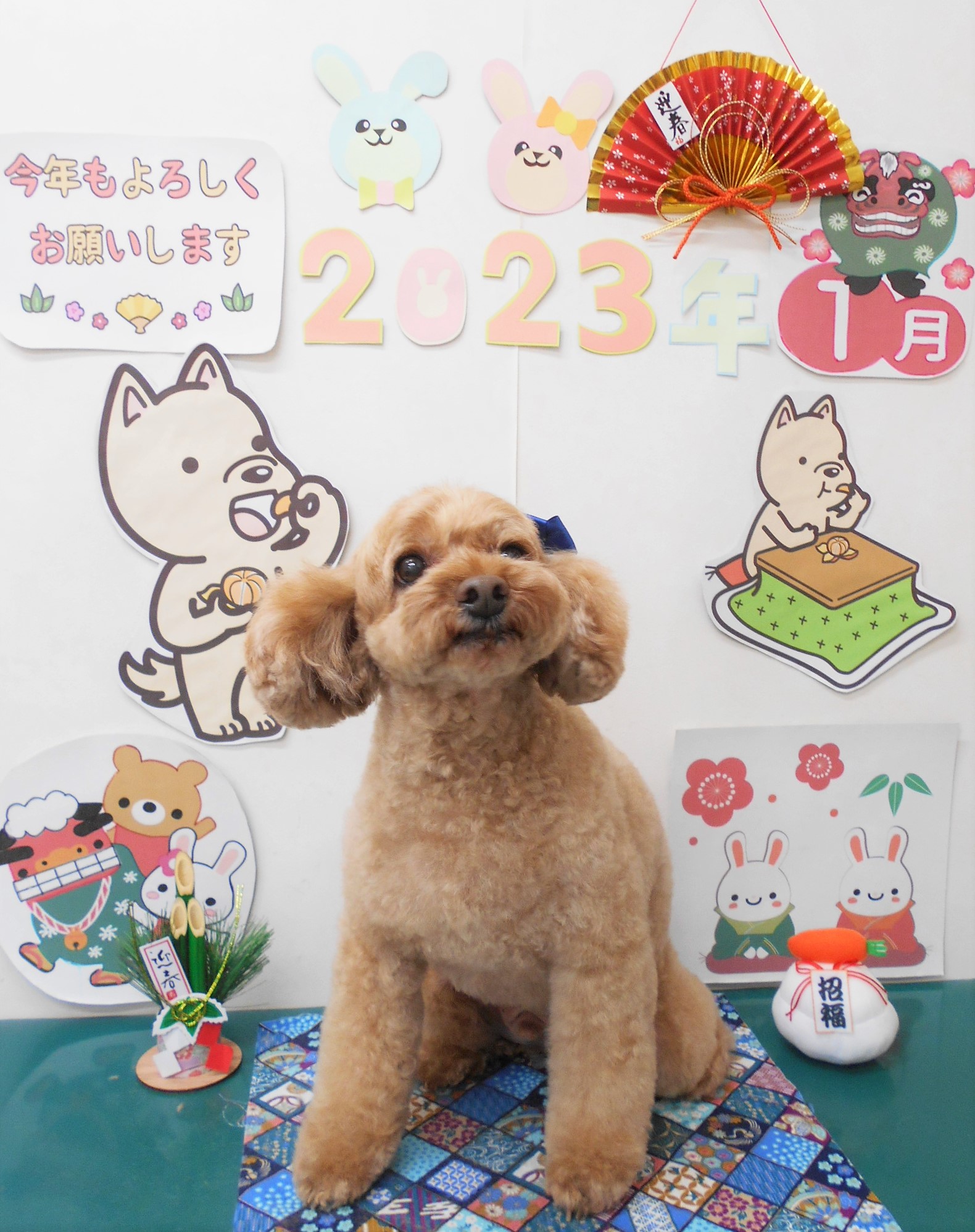 トイプードルのトリミングカット シュシュどうぶつ病院の1枚目