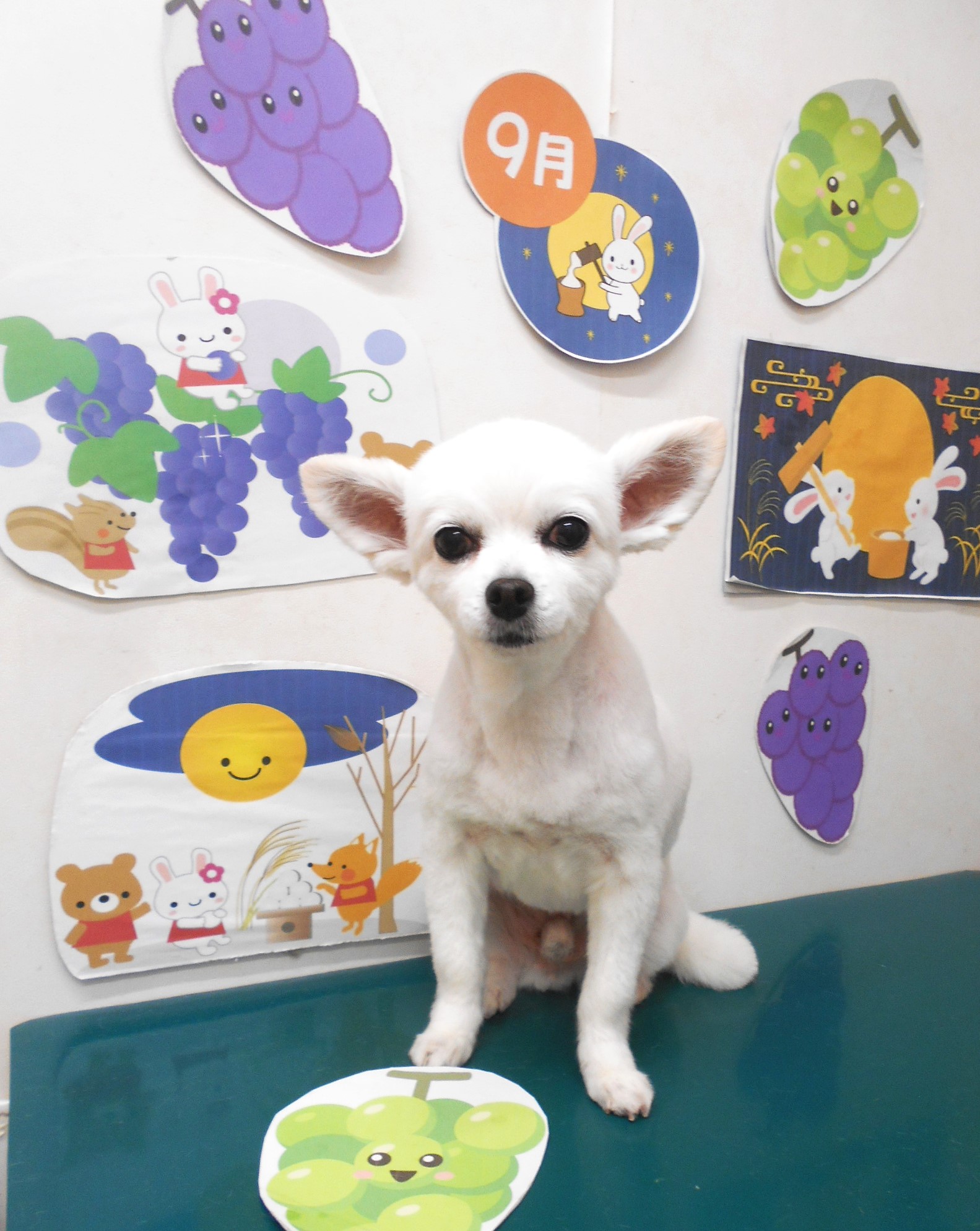 チワワのトリミングカット シュシュどうぶつ病院の1枚目