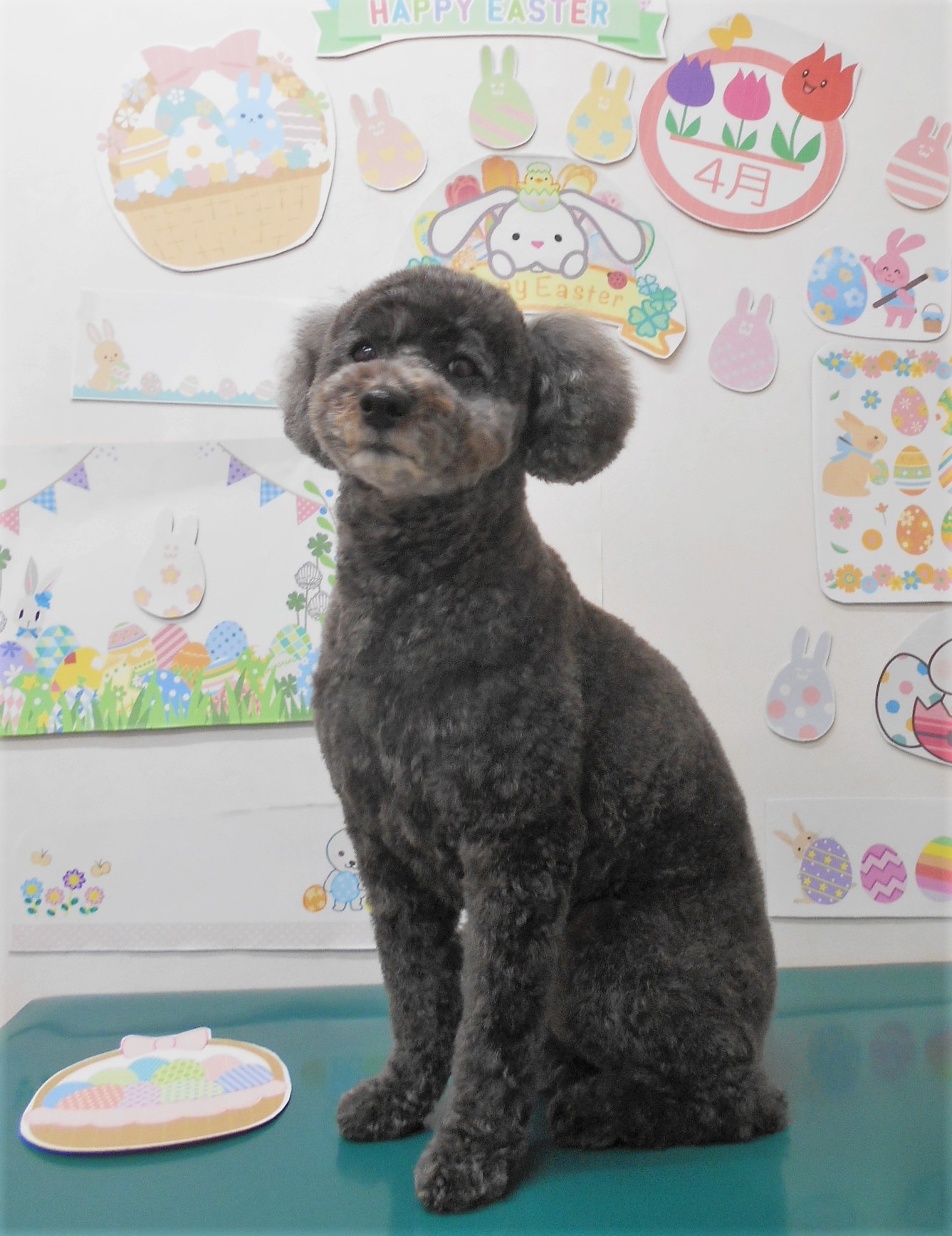 トイプードルのトリミングカット シュシュどうぶつ病院の1枚目