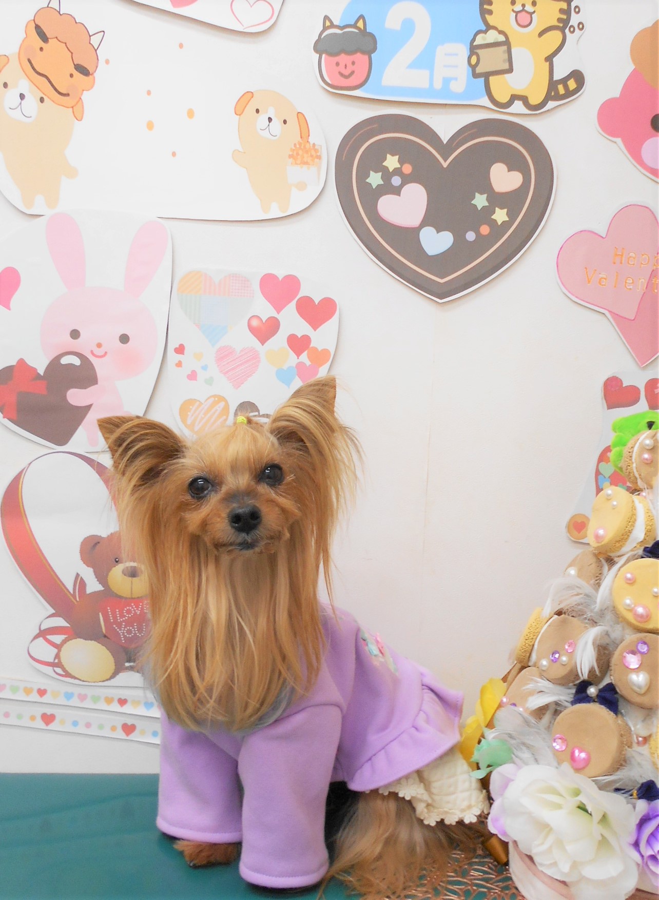 ヨークシャーテリアのトリミングカット シュシュどうぶつ病院の1枚目
