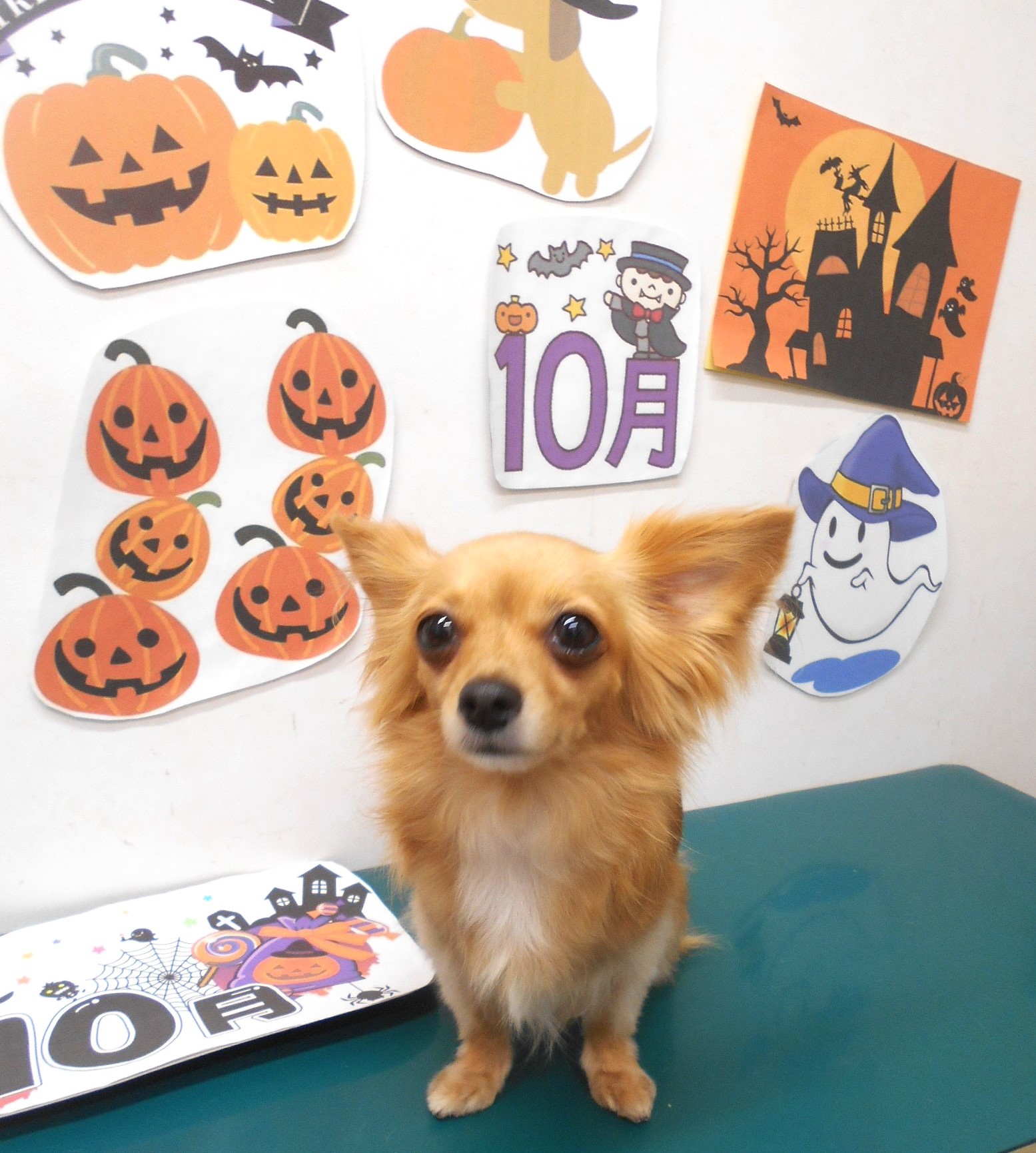 ミックス犬(その他)のトリミングカット シュシュどうぶつ病院の1枚目