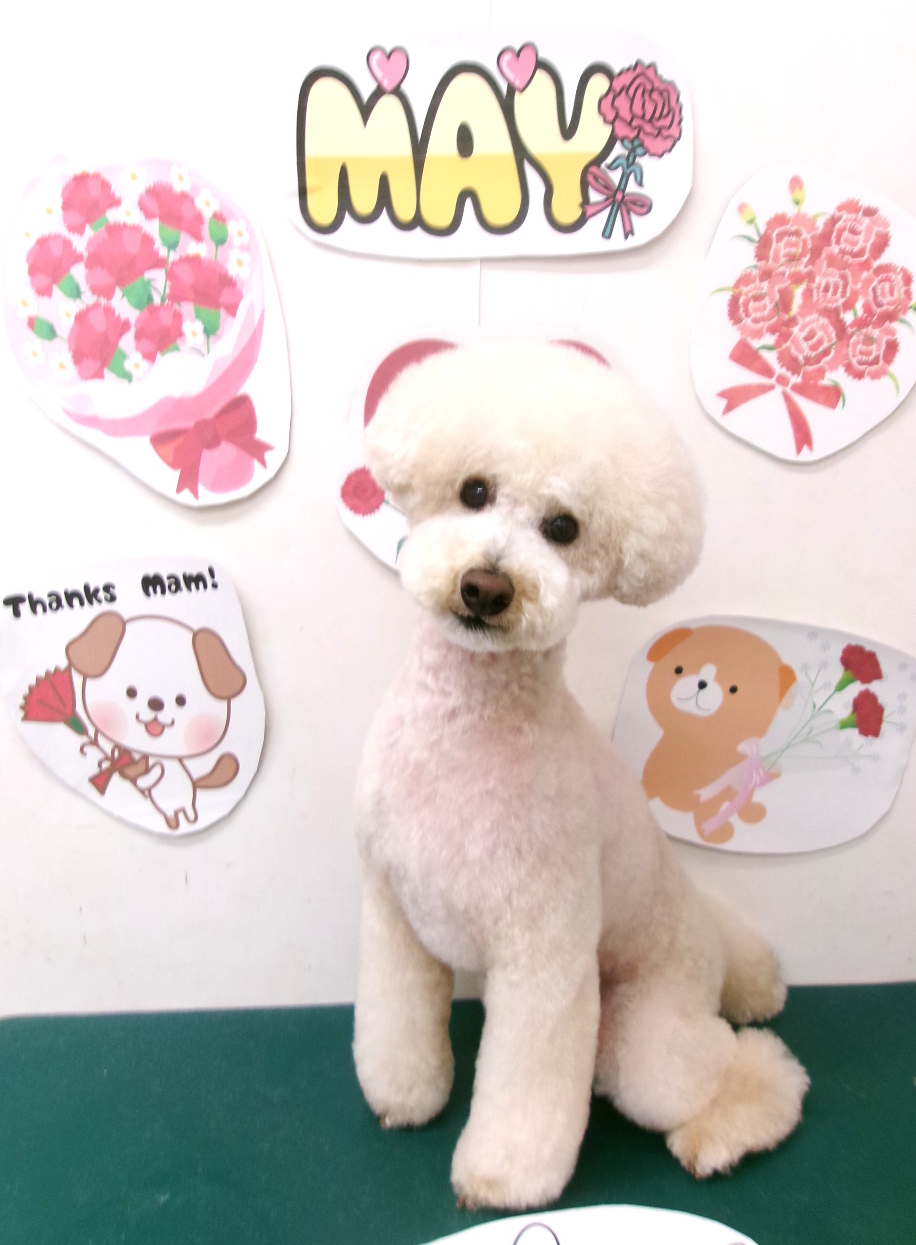 トリミングサロン シュシュどうぶつ病院のトリミングカット-9978の1枚目