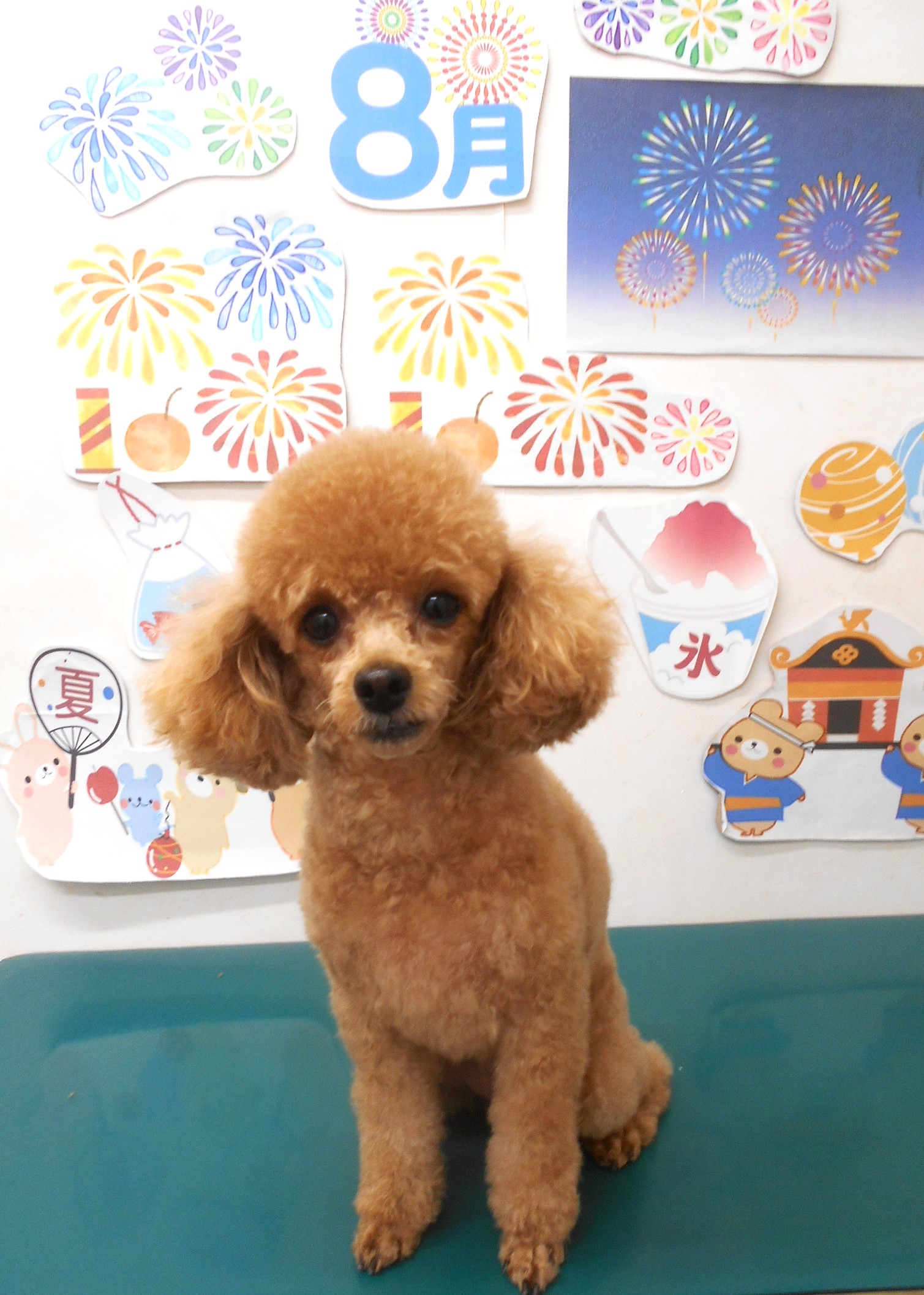 トイプードルのトリミングカット シュシュどうぶつ病院の1枚目