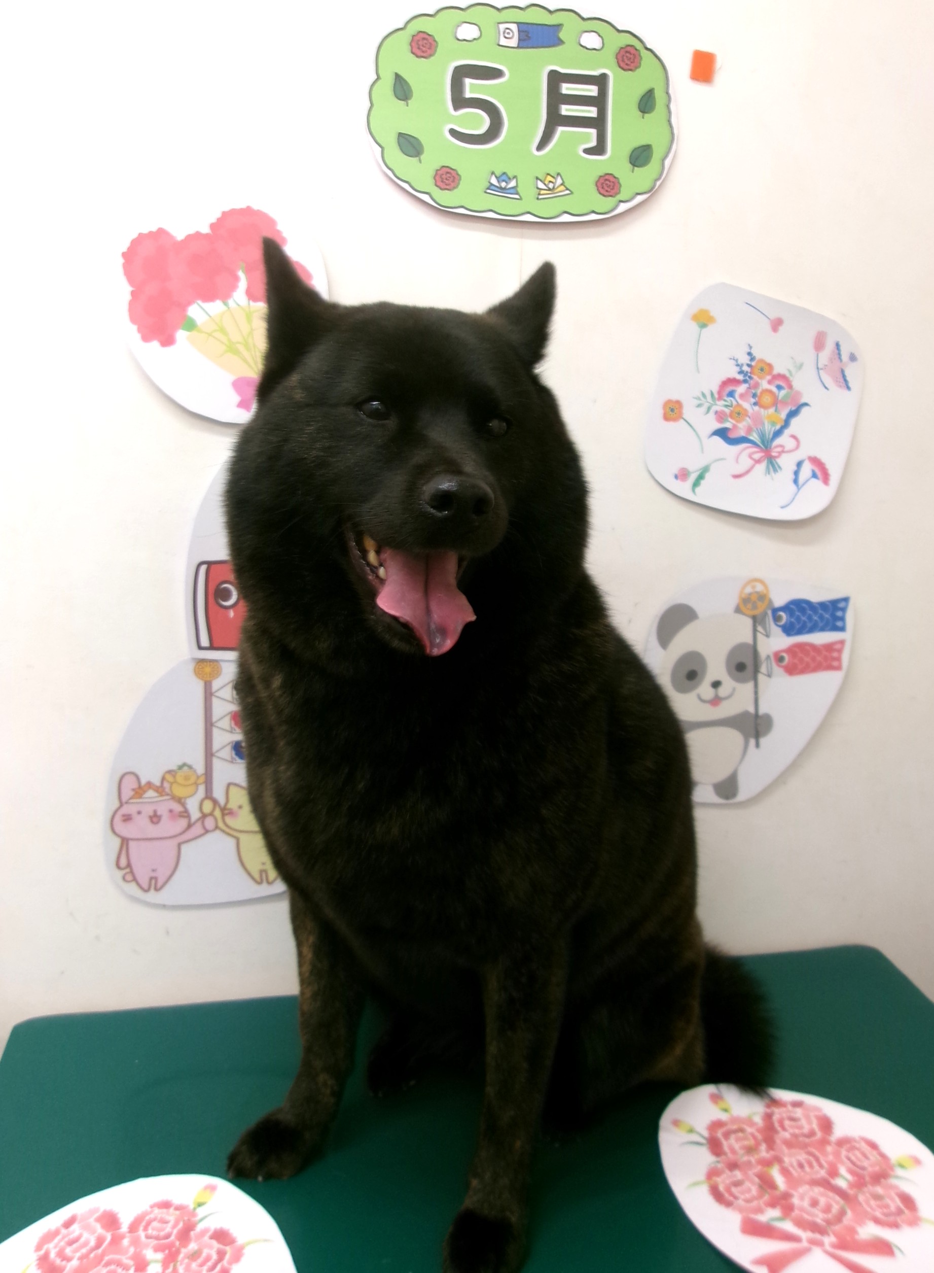 甲斐犬のトリミングカット シュシュどうぶつ病院の1枚目