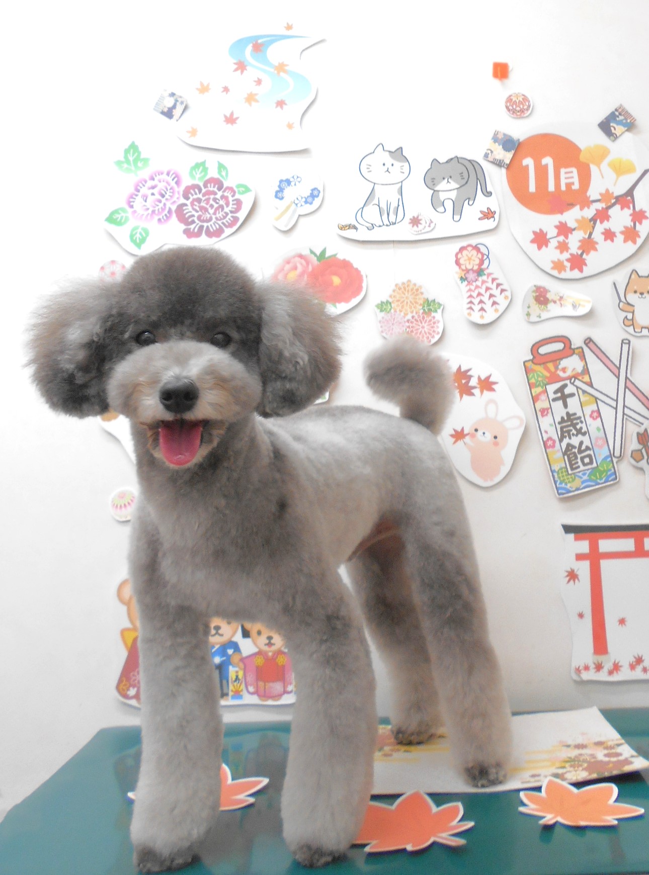 トリミングサロン シュシュどうぶつ病院のトリミングカット-8310の1枚目