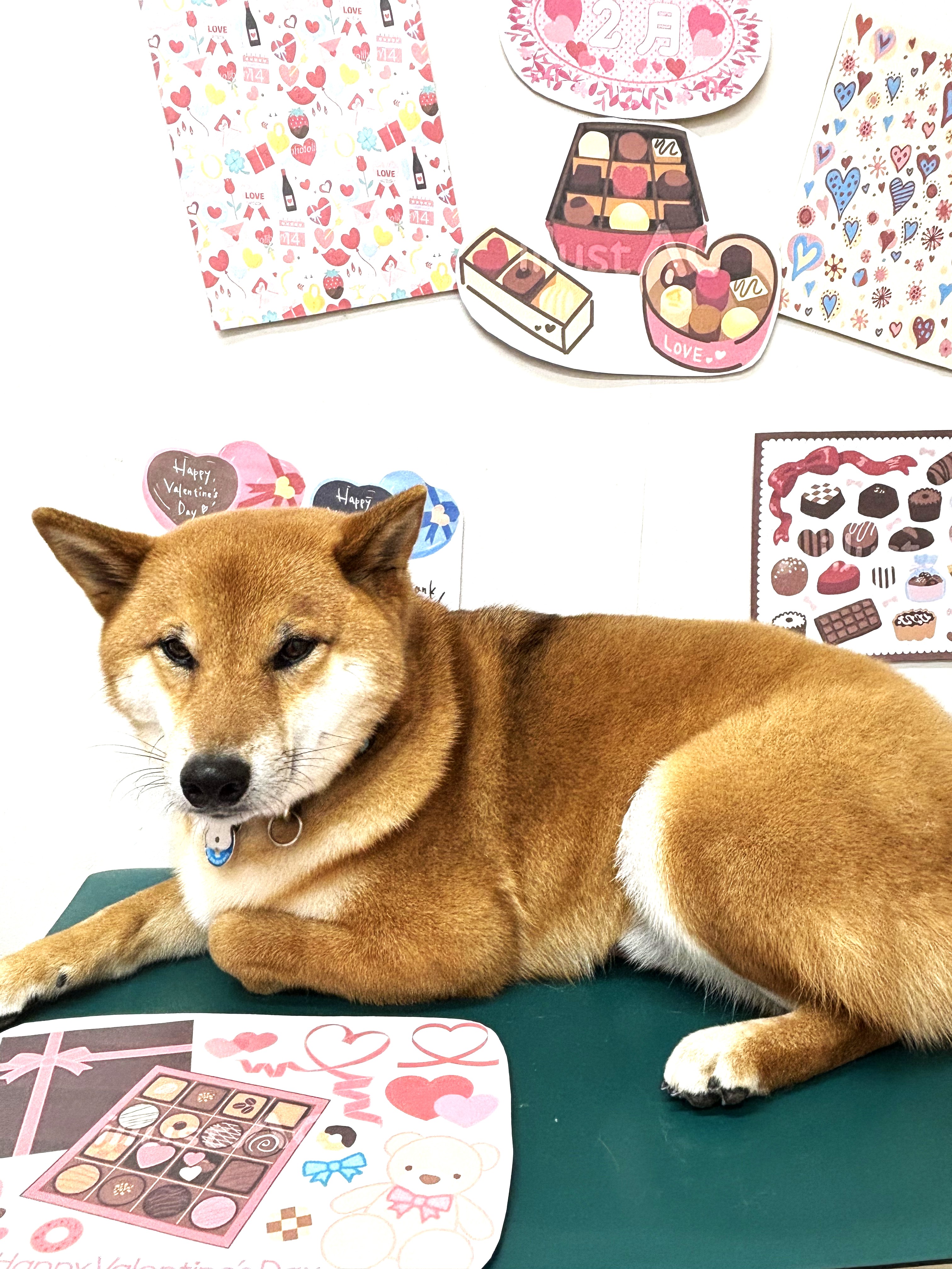 トリミングサロン シュシュどうぶつ病院のトリミングカット-9718の1枚目
