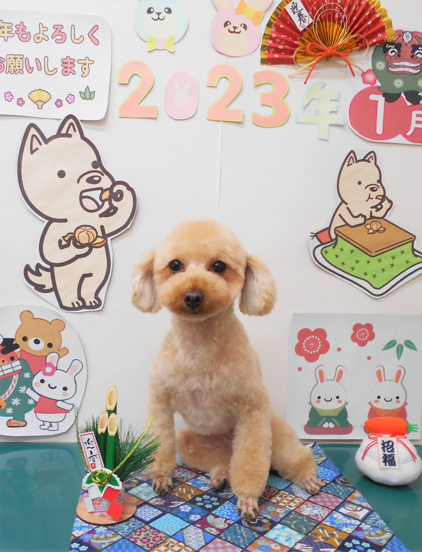 トイプードルのトリミングカット シュシュどうぶつ病院の1枚目