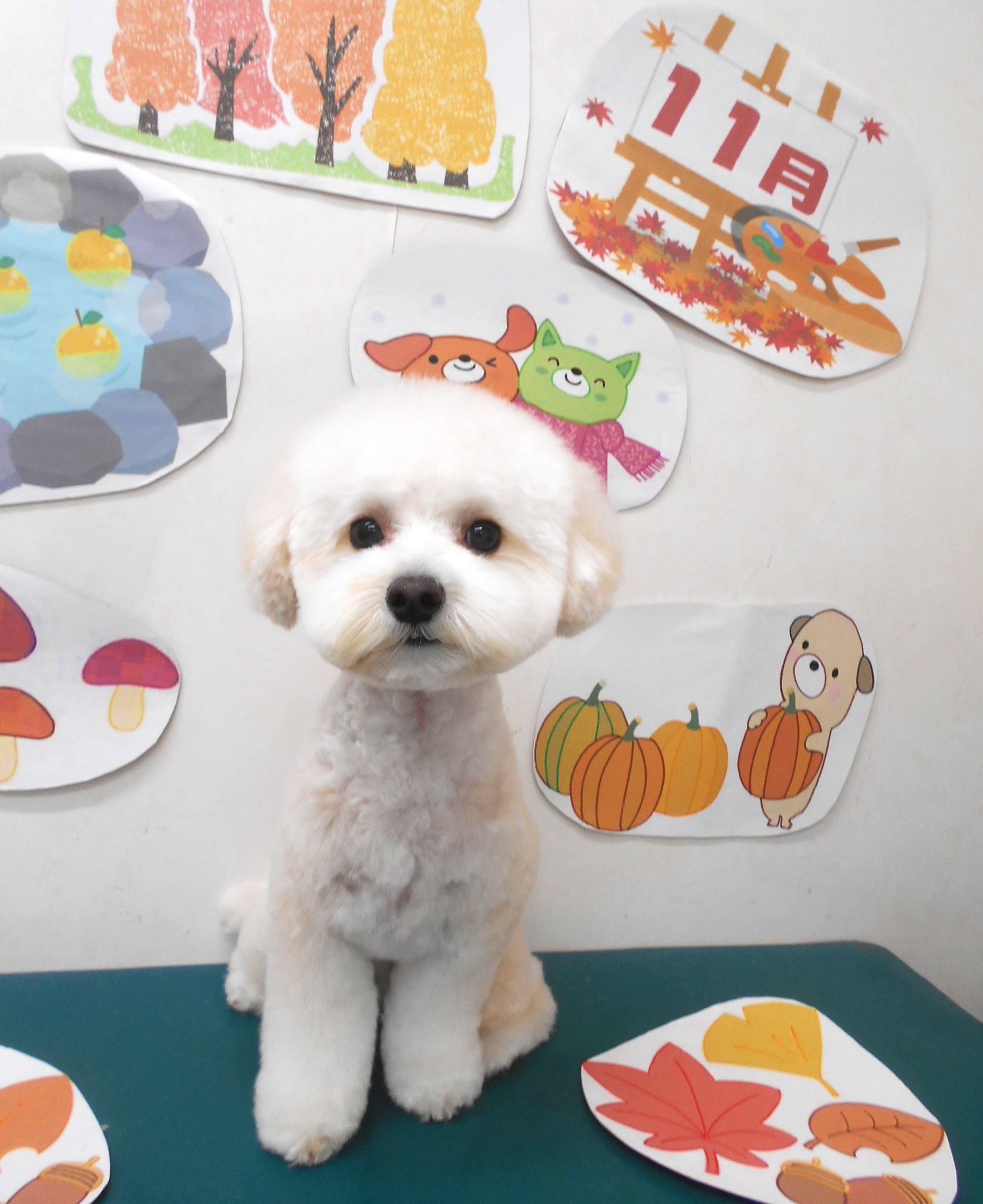 ミックス犬(その他)のトリミングカット シュシュどうぶつ病院の1枚目