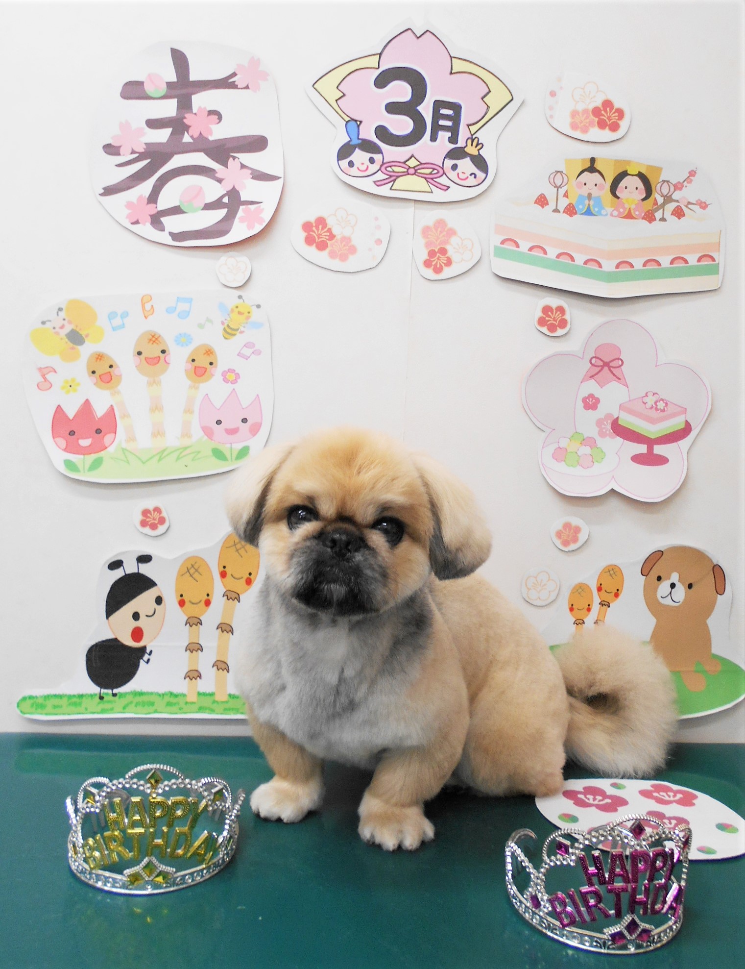 ミックス犬(その他)のトリミングカット シュシュどうぶつ病院の1枚目