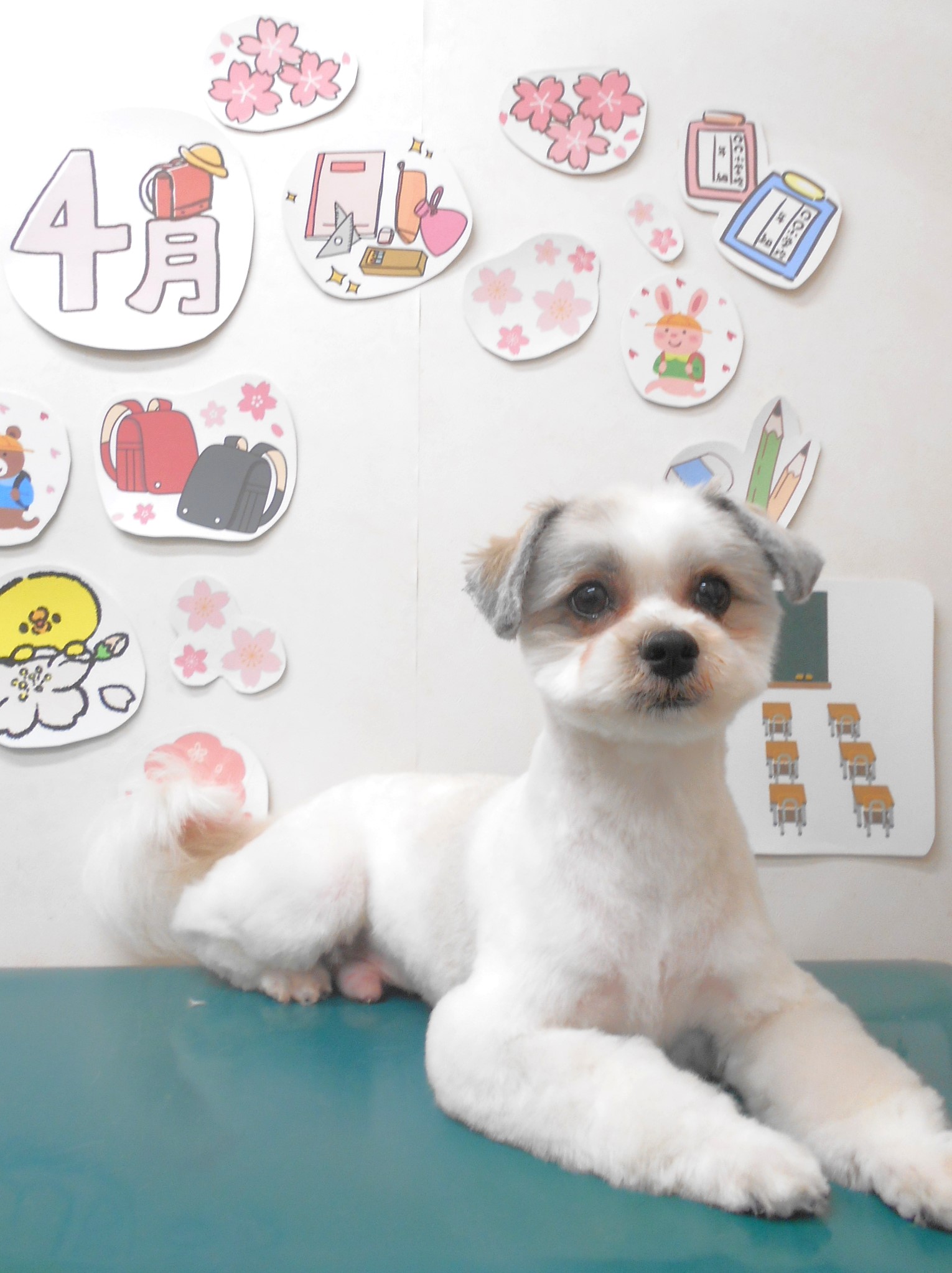 ミックス犬(その他)のトリミングカット シュシュどうぶつ病院の1枚目