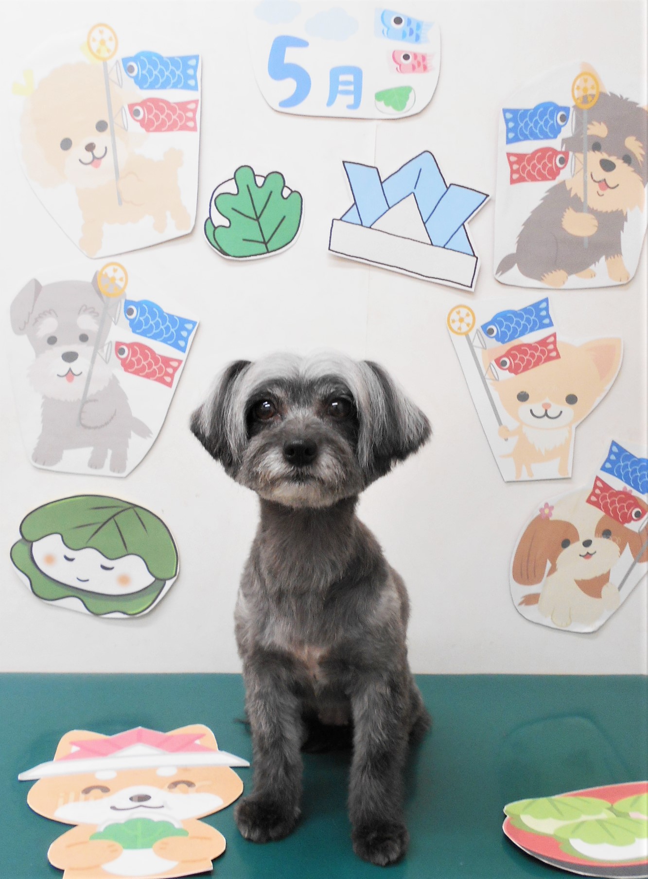 ミックス犬(その他)のトリミングカット シュシュどうぶつ病院の1枚目