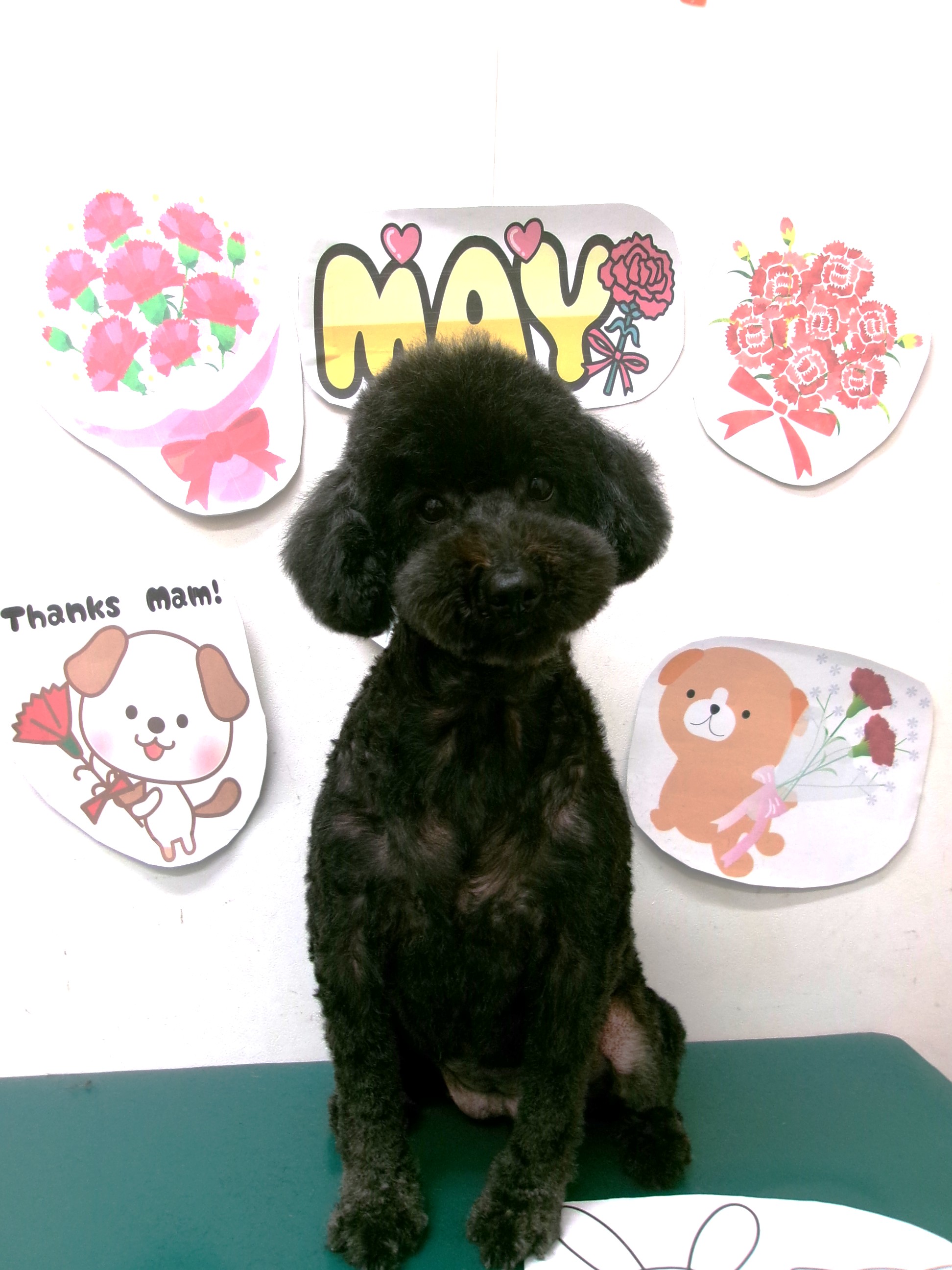 トリミングサロン シュシュどうぶつ病院のトリミングカット-10021の1枚目