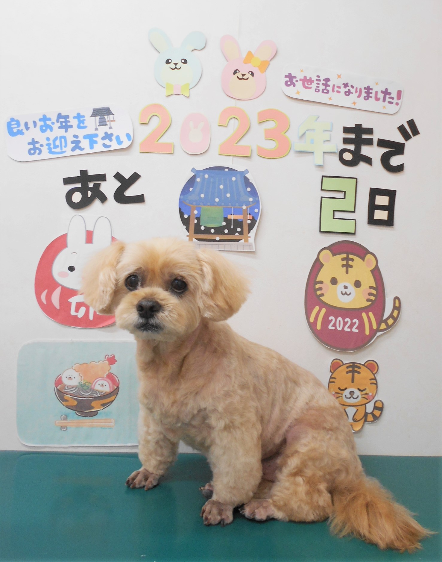 ミックス犬(その他)のトリミングカット シュシュどうぶつ病院の1枚目