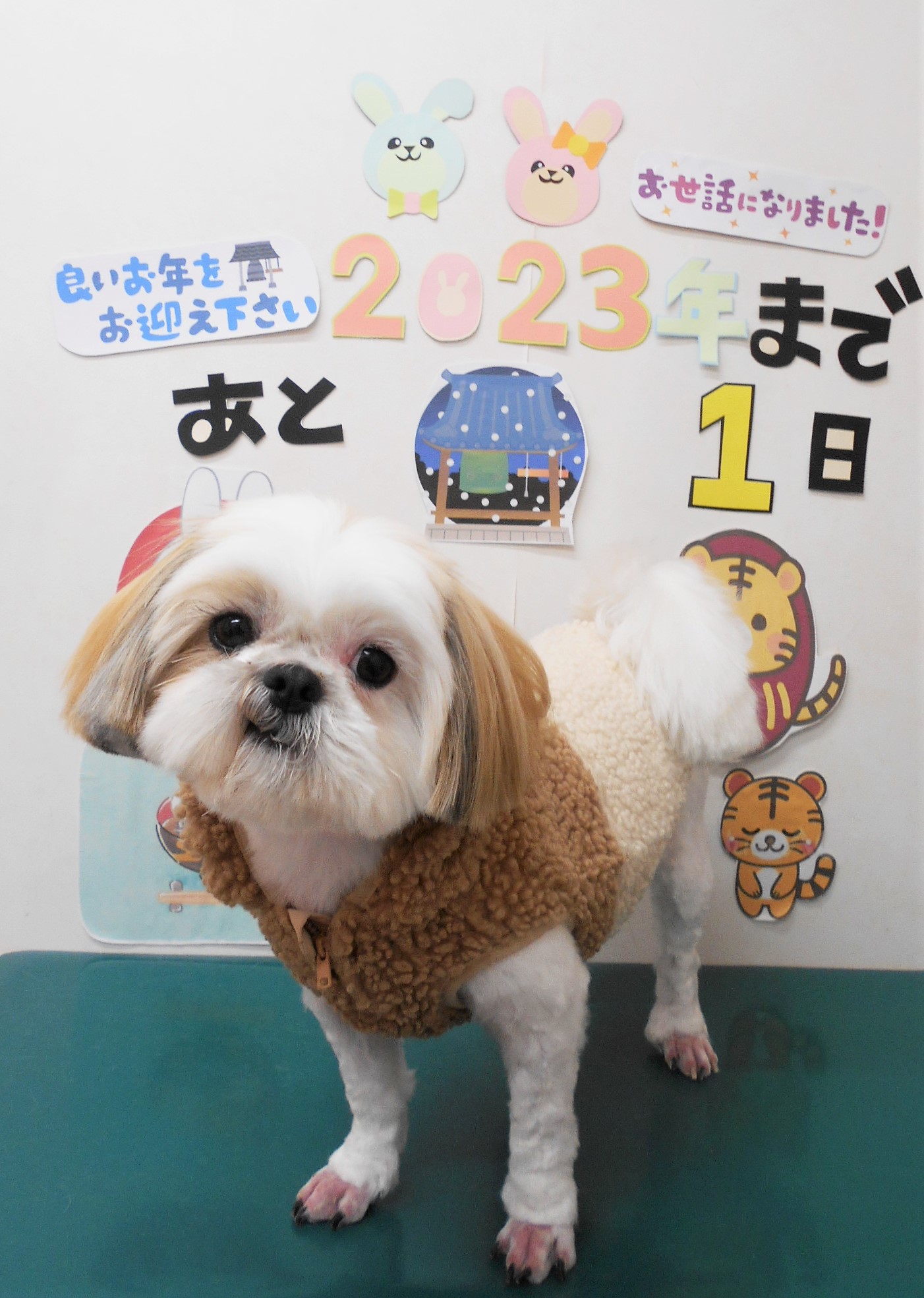 シーズーのトリミングカット シュシュどうぶつ病院の1枚目