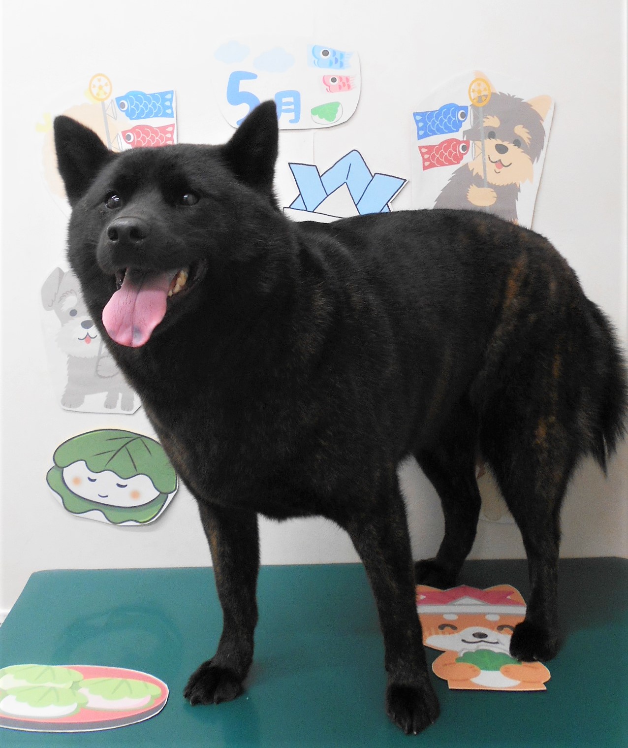 甲斐犬のトリミングカット シュシュどうぶつ病院の1枚目