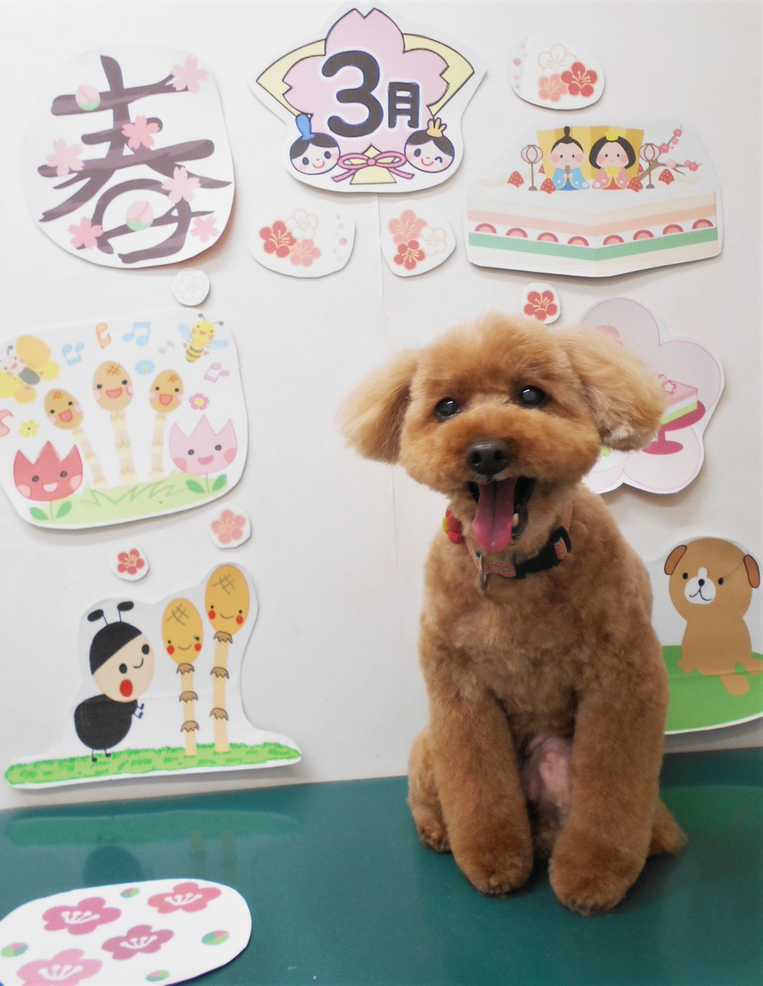 トイプードルのトリミングカット シュシュどうぶつ病院の1枚目