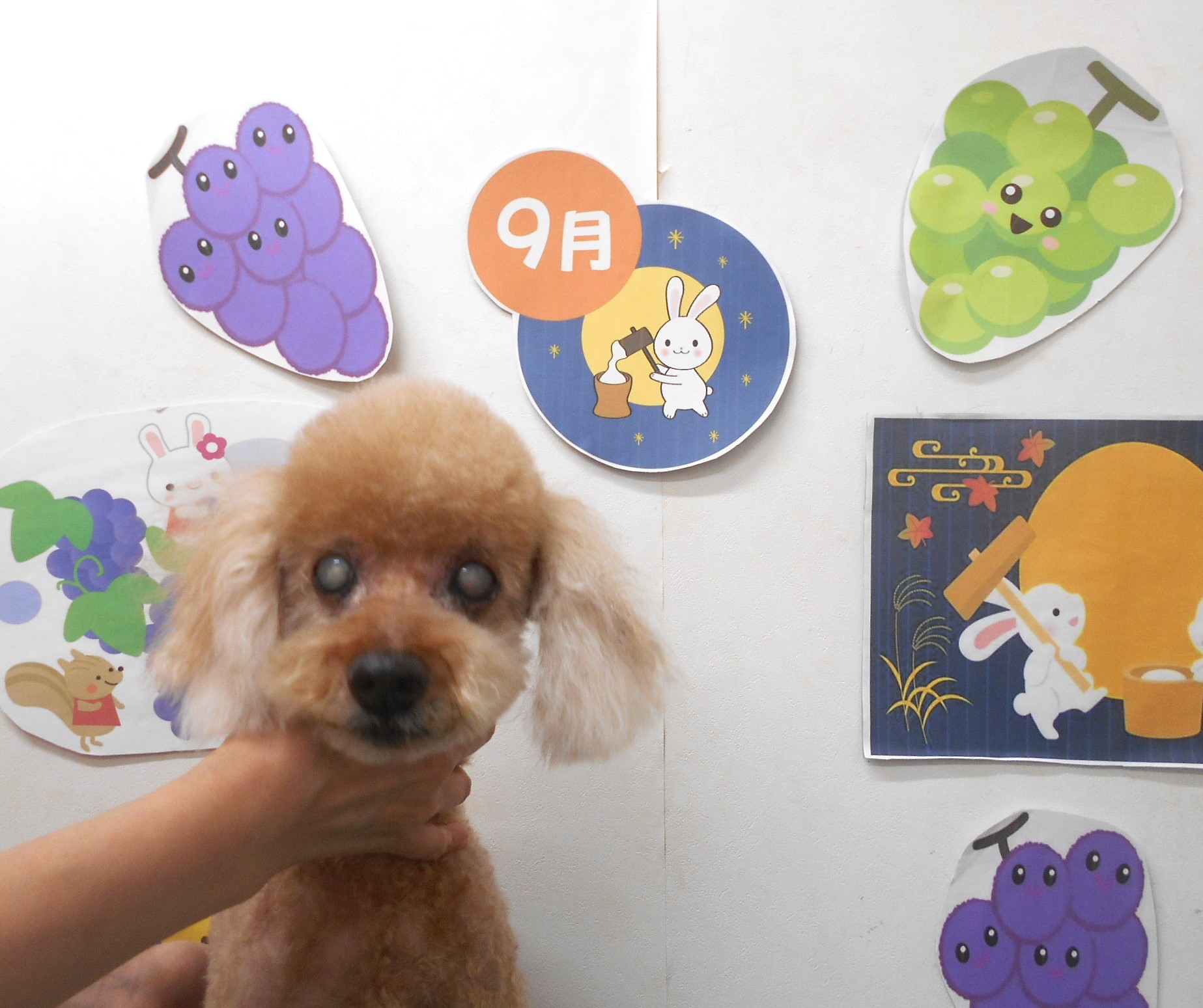 トイプードルのトリミングカット シュシュどうぶつ病院の1枚目