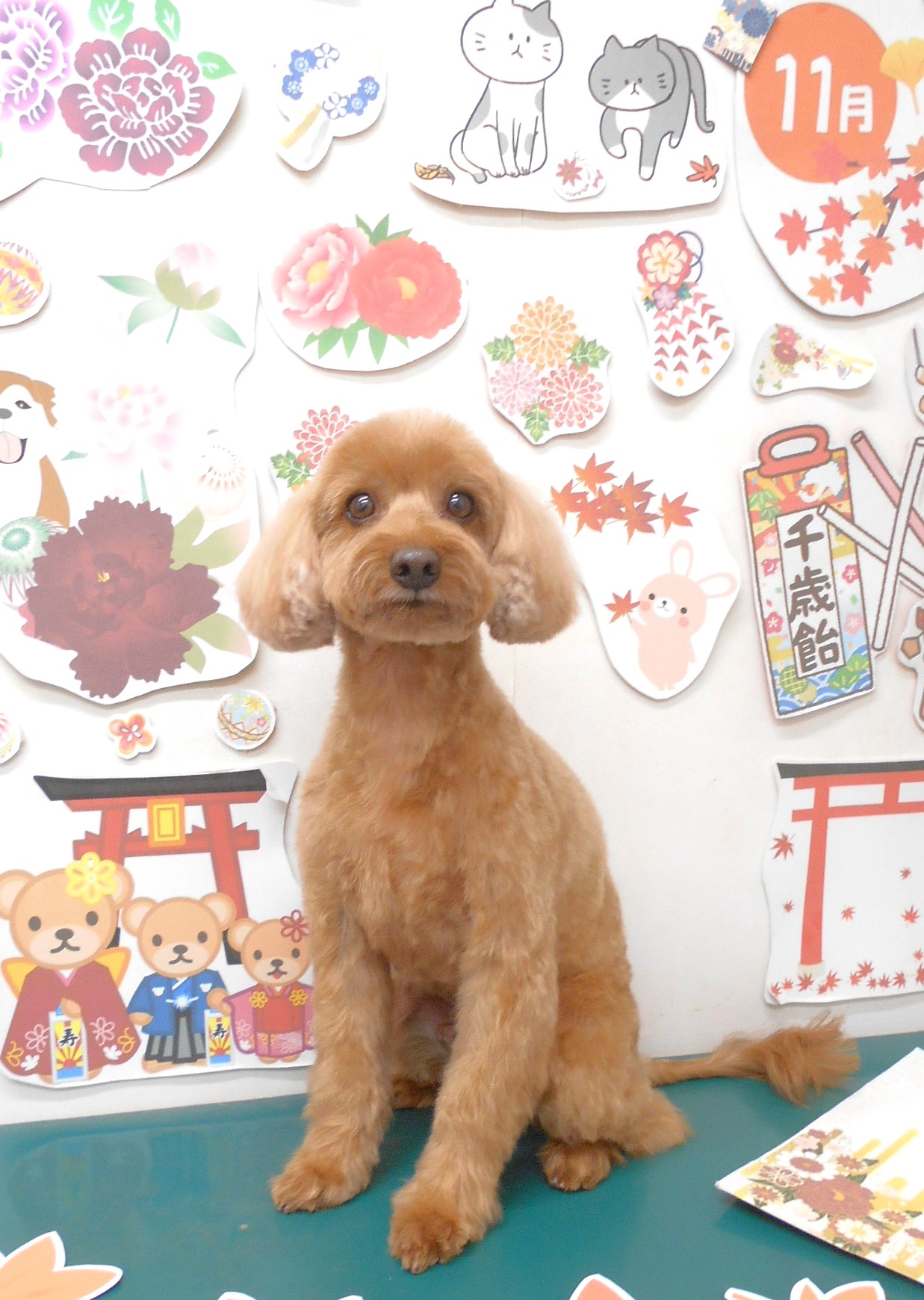 ミックス犬(その他)のトリミングカット シュシュどうぶつ病院の1枚目