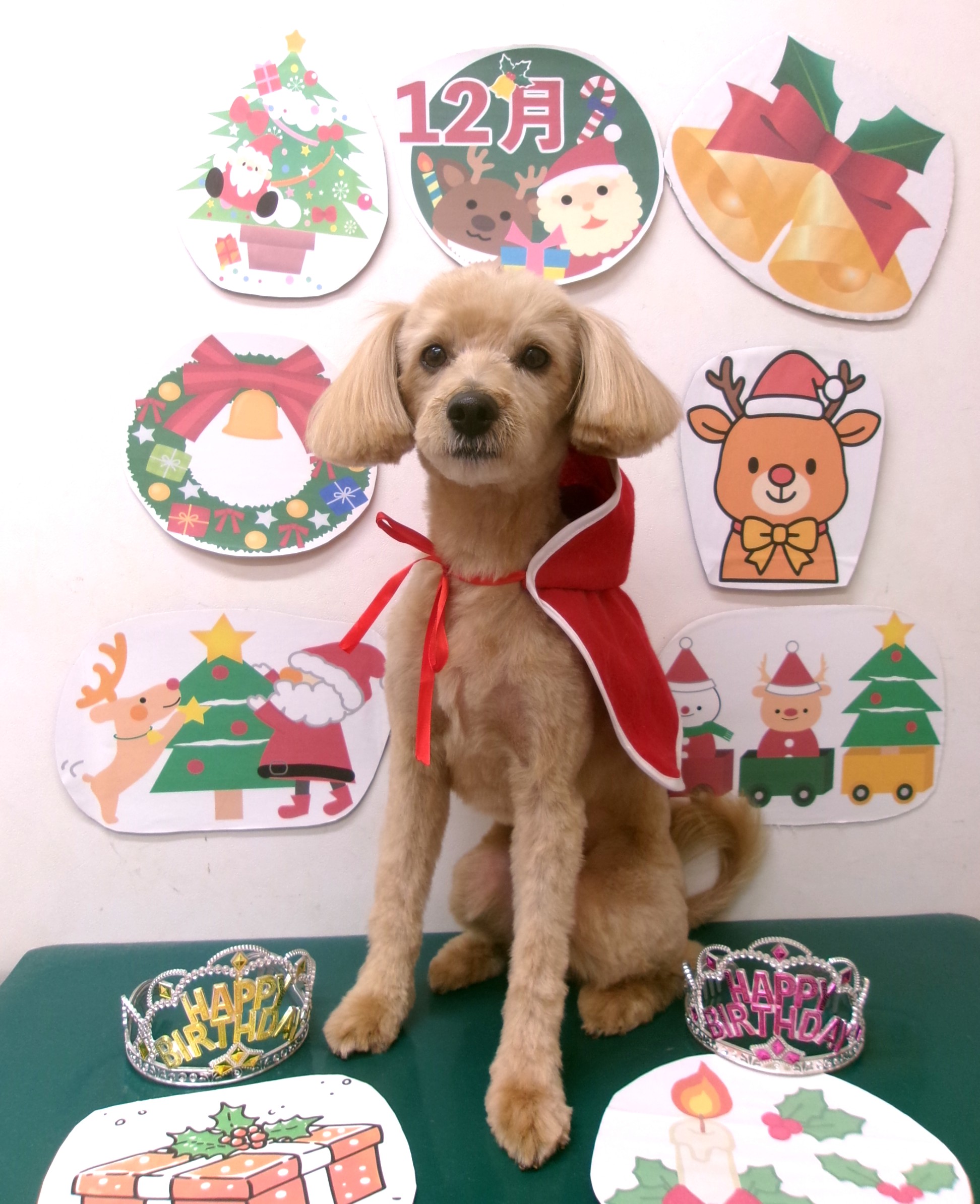 カット例 - シュシュどうぶつ病院