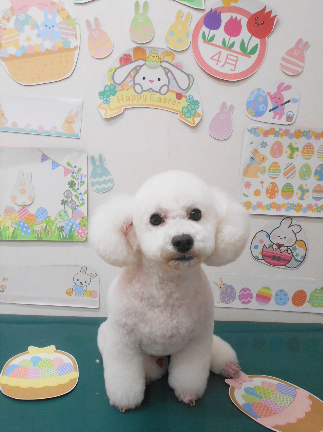 トイプードルのトリミングカット シュシュどうぶつ病院の1枚目