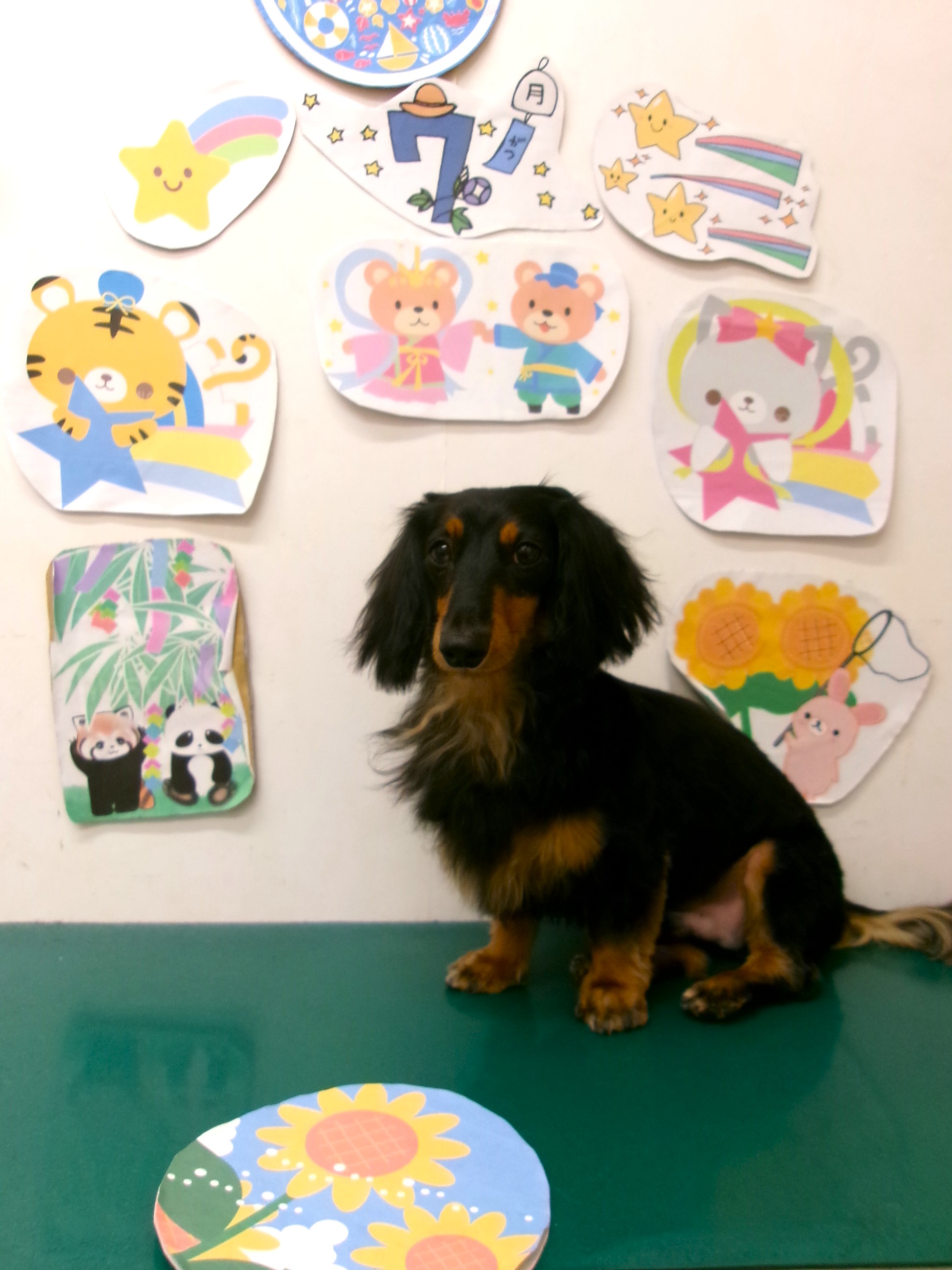 トリミングサロン シュシュどうぶつ病院のトリミングカット-10211の1枚目
