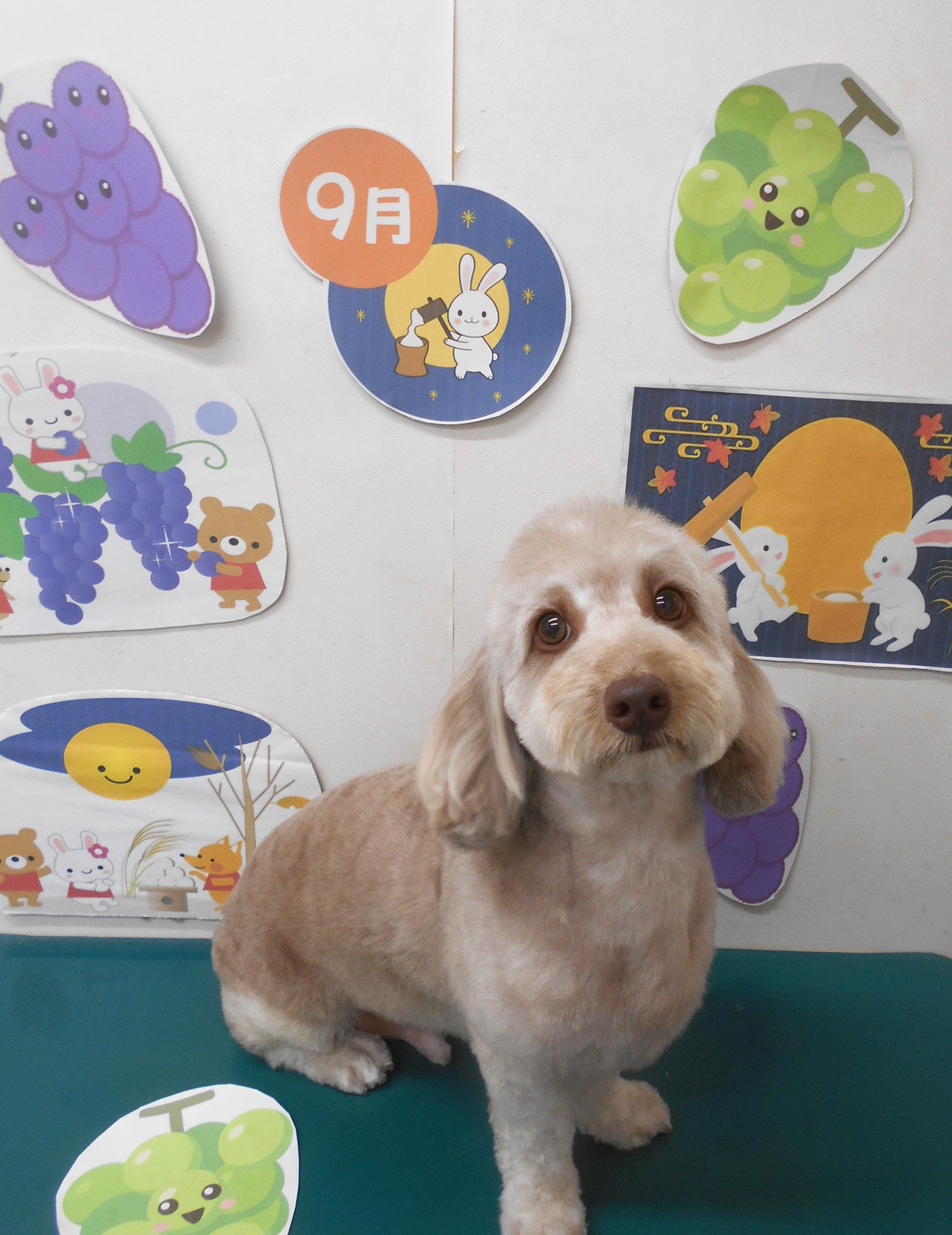 ミックス犬(その他)のトリミングカット シュシュどうぶつ病院の1枚目