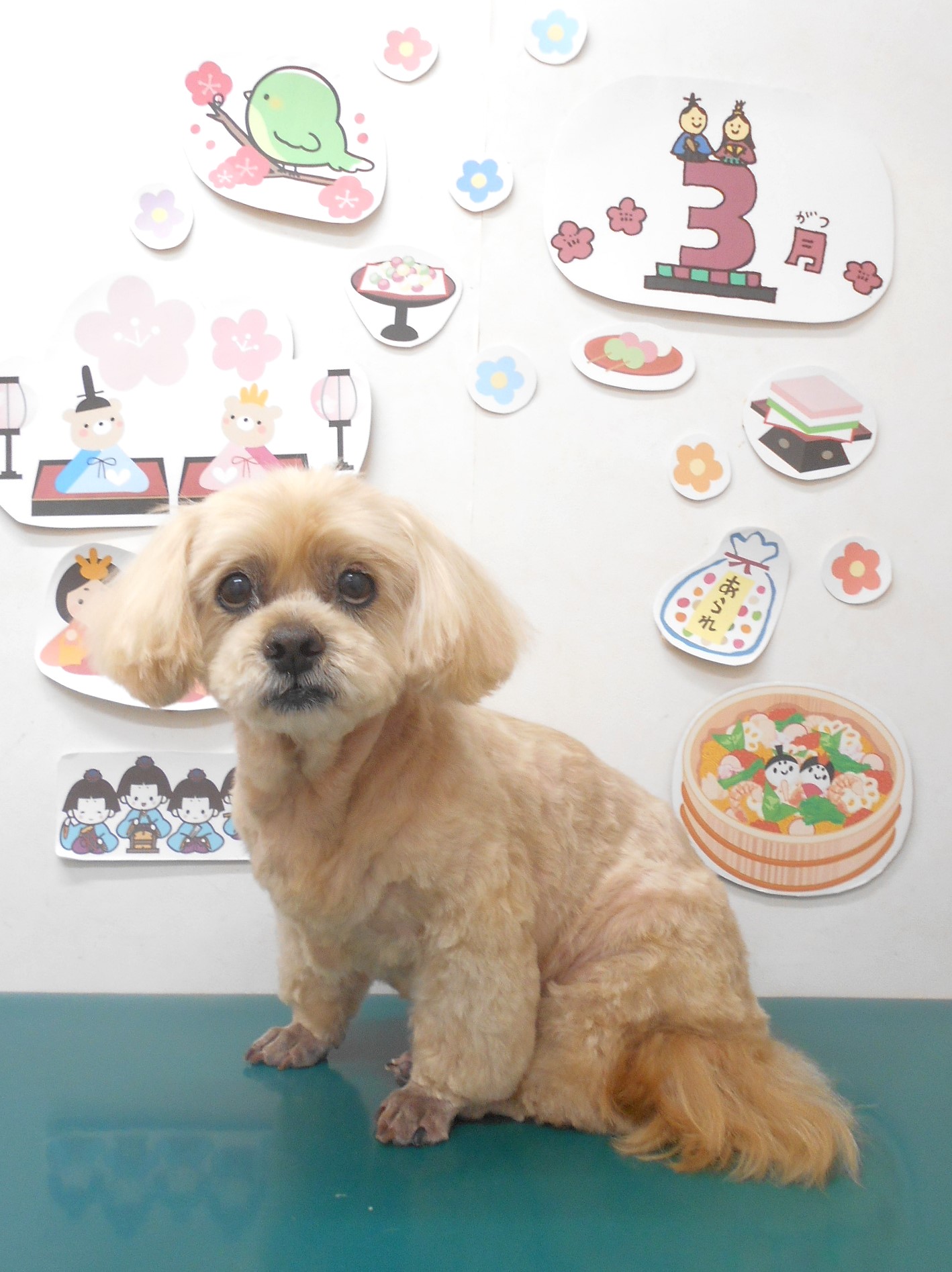 ミックス犬(その他)のトリミングカット シュシュどうぶつ病院の1枚目