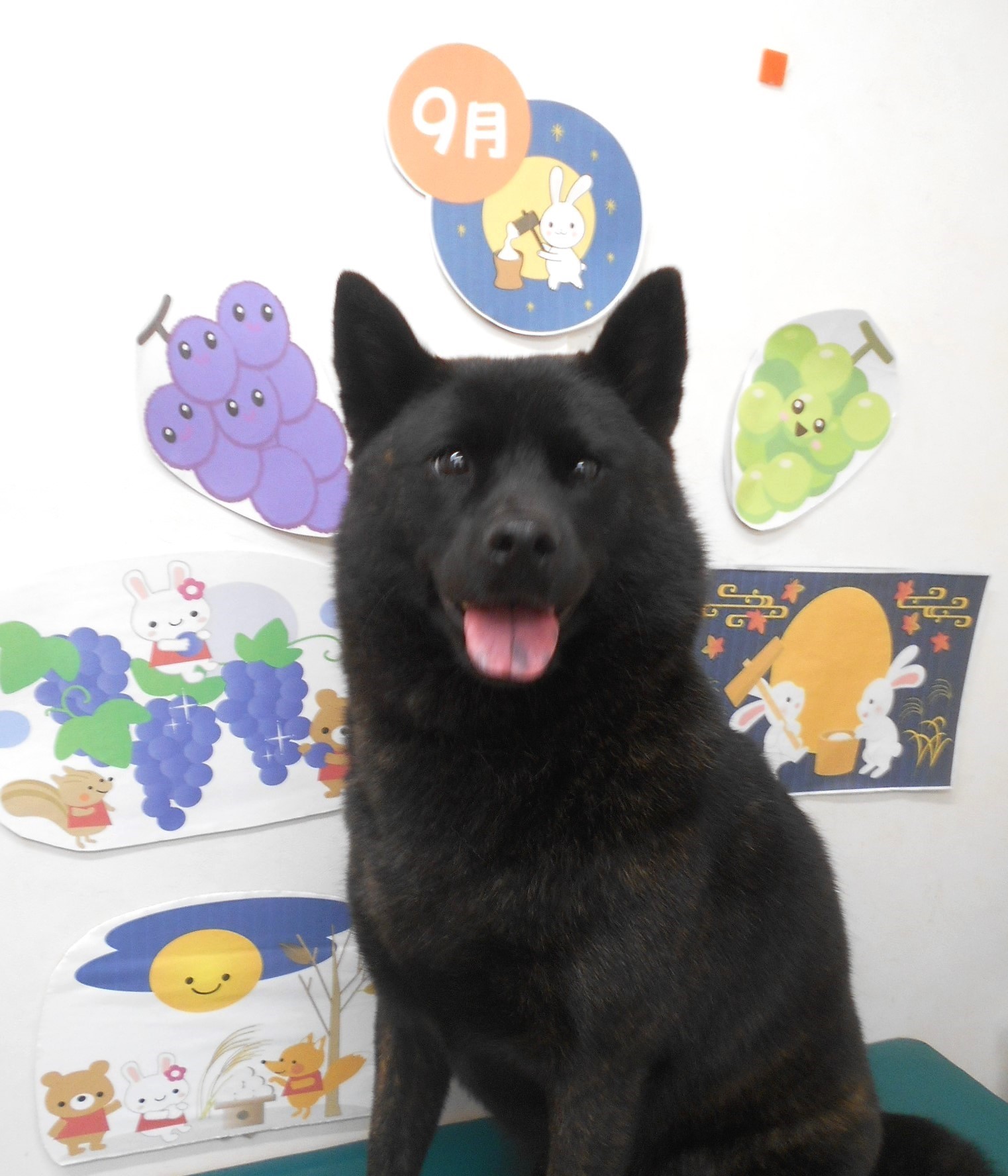 甲斐犬のトリミングカット シュシュどうぶつ病院の1枚目