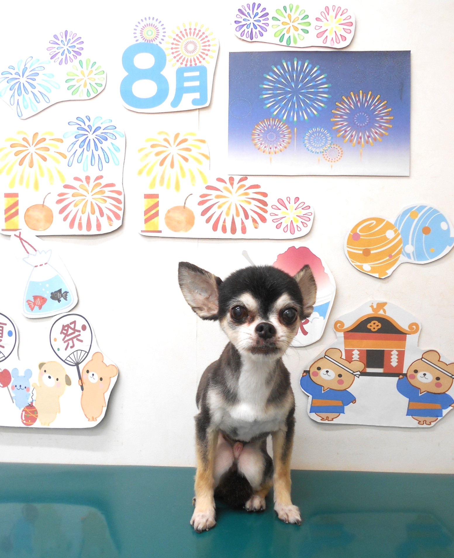 チワワのトリミングカット シュシュどうぶつ病院の1枚目