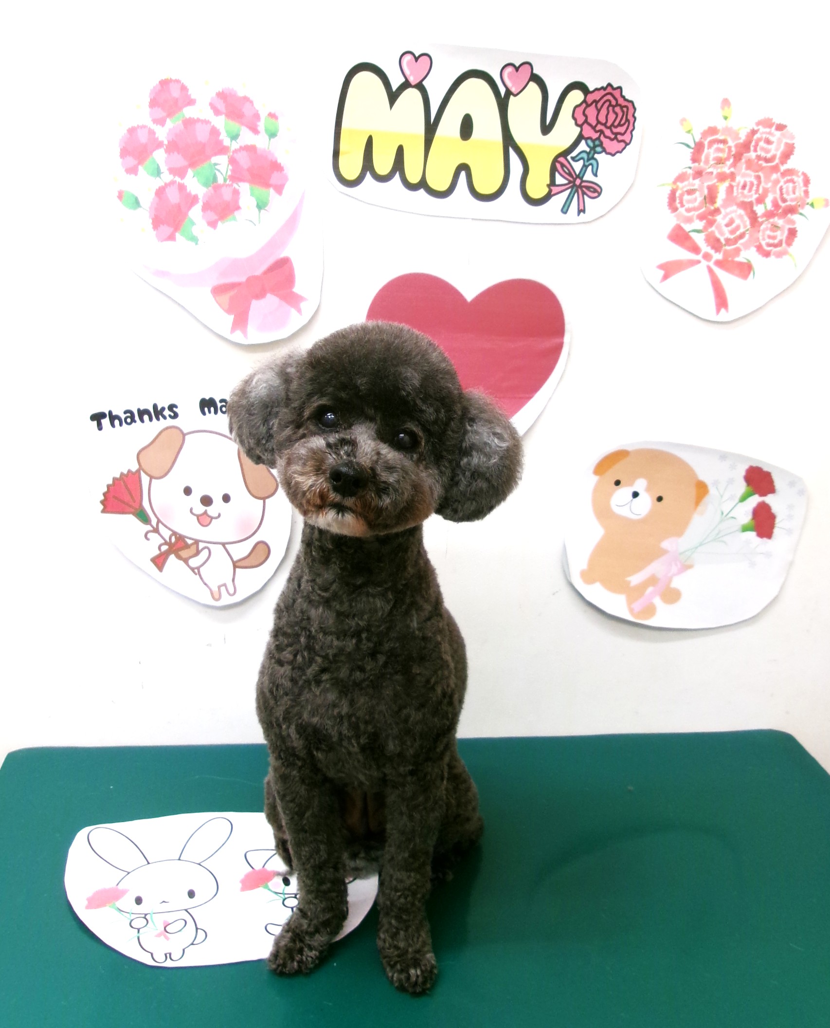 トリミングサロン シュシュどうぶつ病院のトリミングカット-10033の1枚目