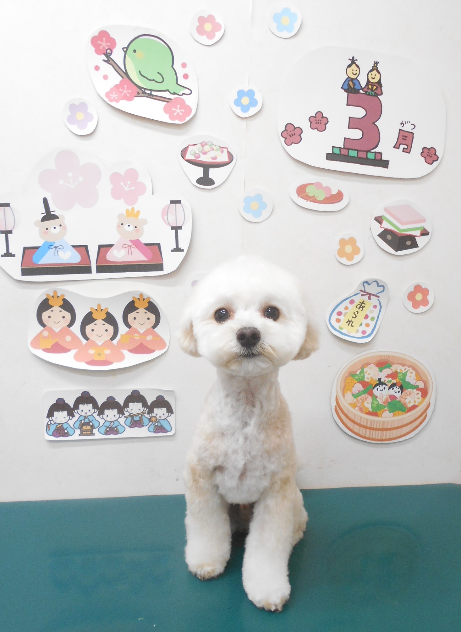 ミックス犬(その他)のトリミングカット シュシュどうぶつ病院の1枚目