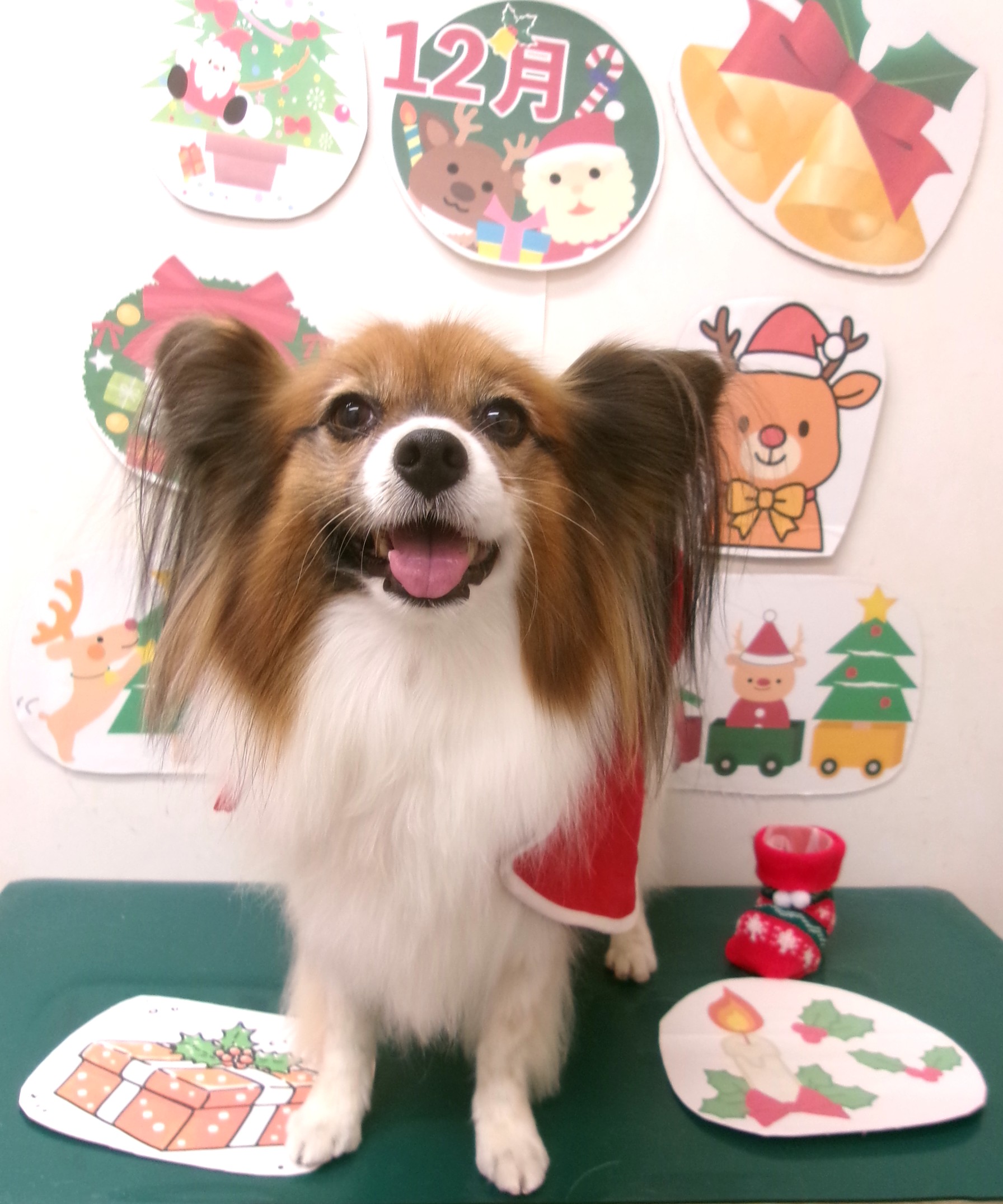 カット例 - シュシュどうぶつ病院