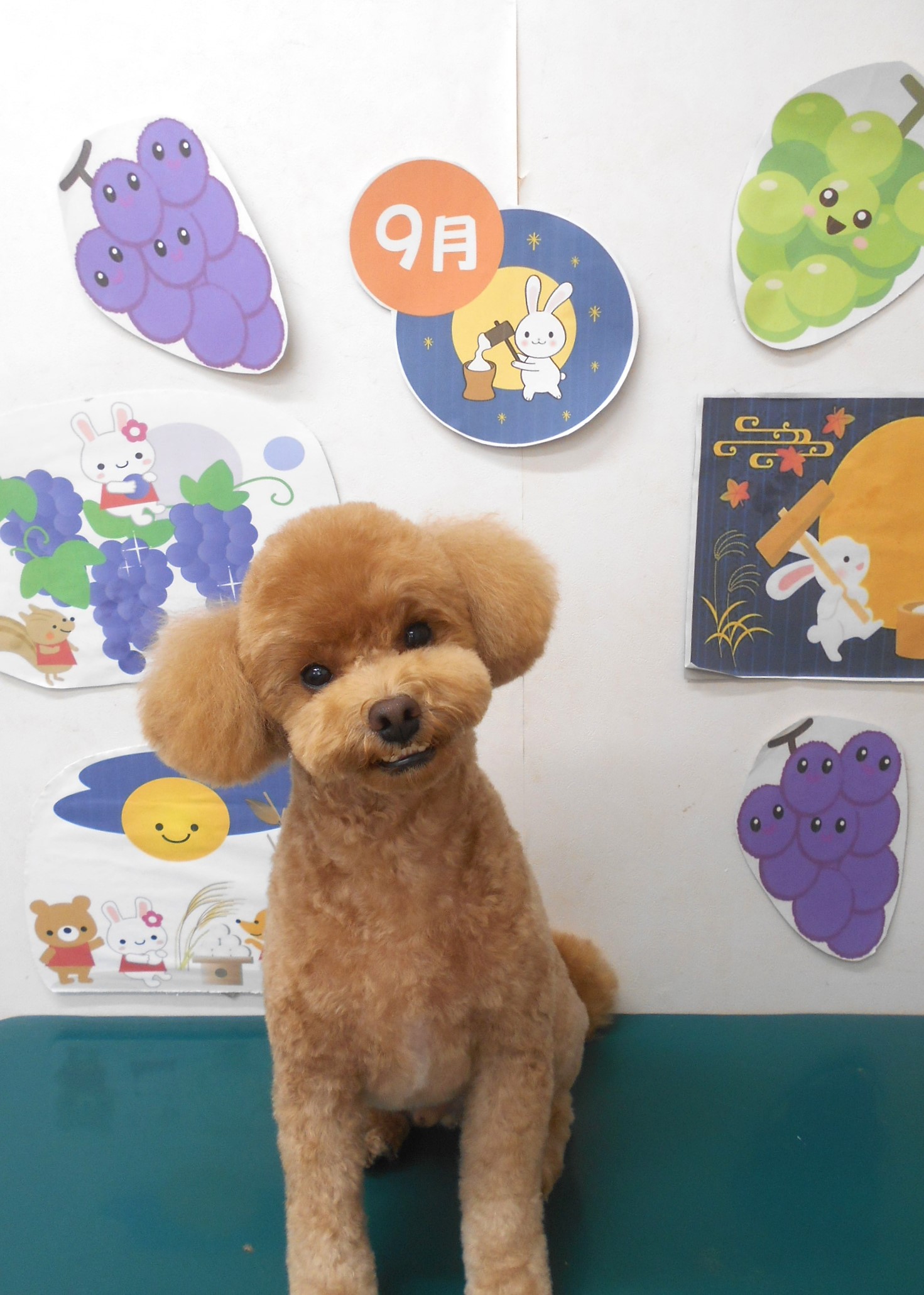 トイプードルのトリミングカット シュシュどうぶつ病院の1枚目