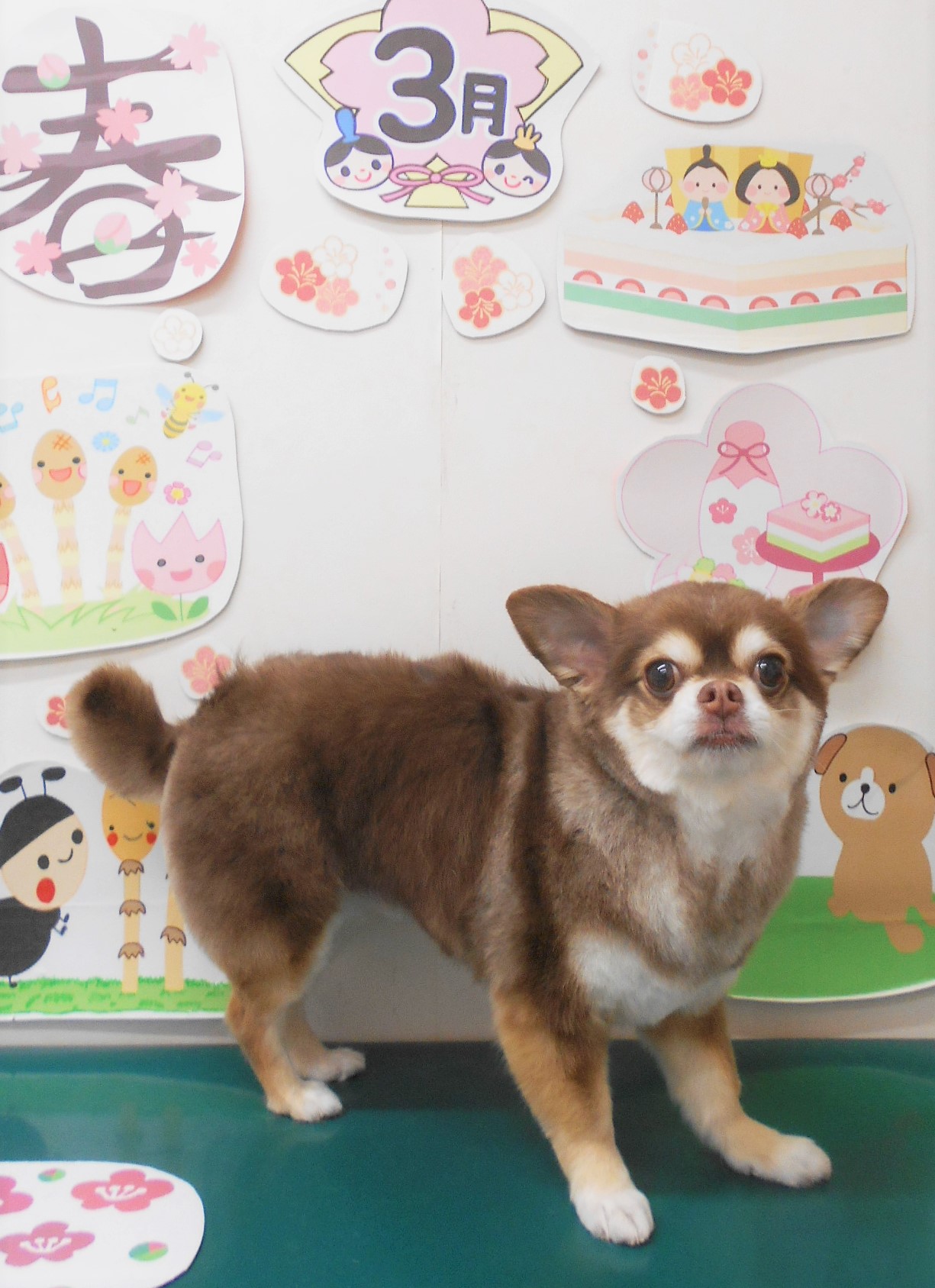 チワワのトリミングカット シュシュどうぶつ病院の1枚目