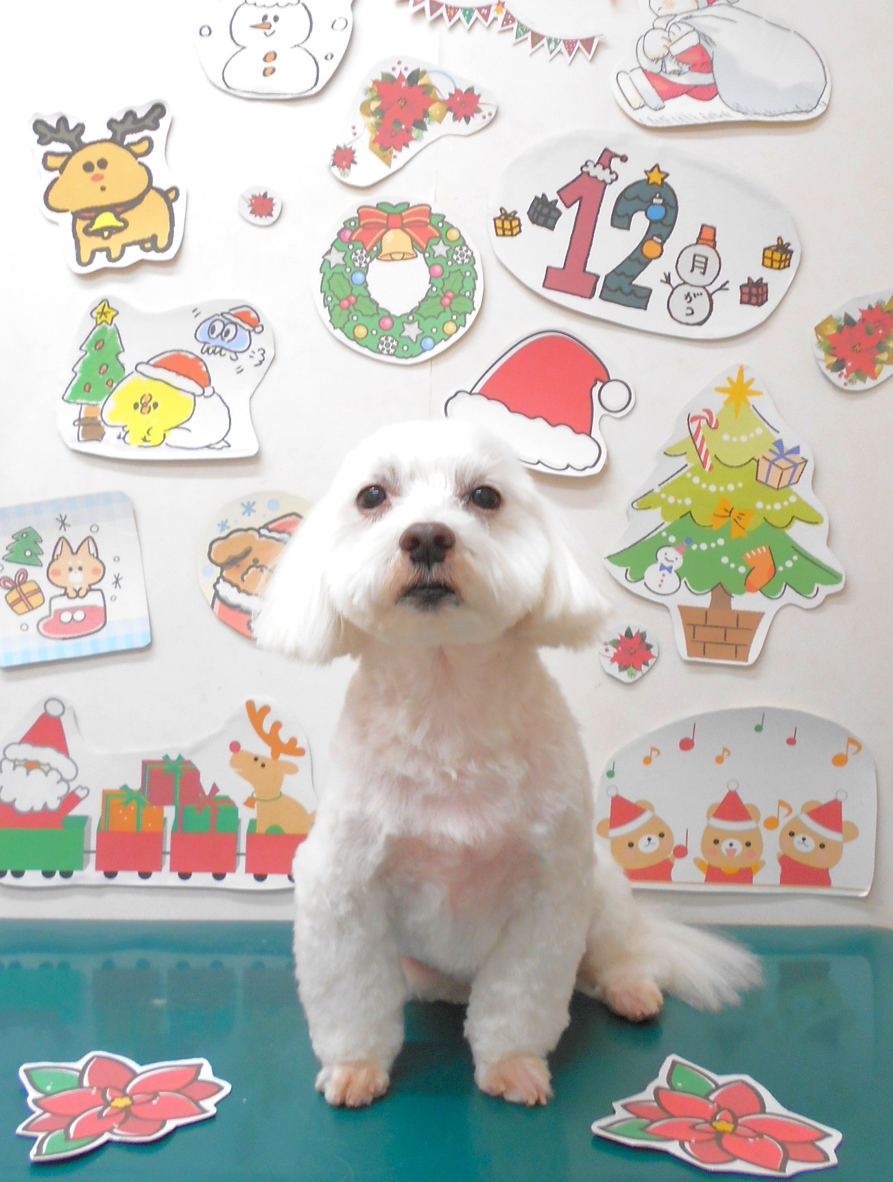 ミックス犬(その他)のトリミングカット シュシュどうぶつ病院の1枚目
