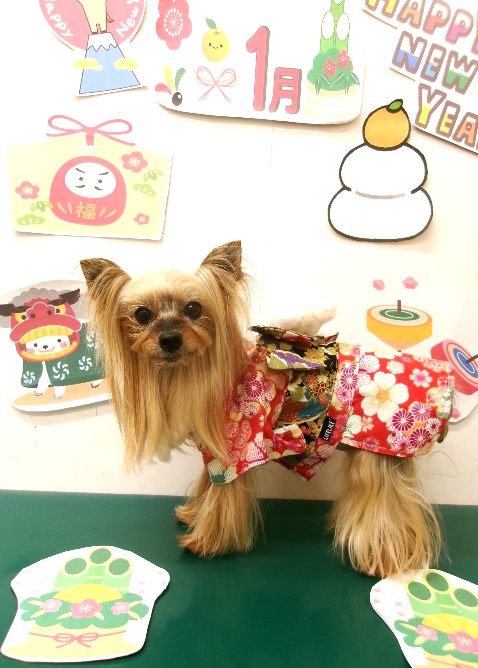 ヨークシャーテリアのトリミングカット シュシュどうぶつ病院の1枚目