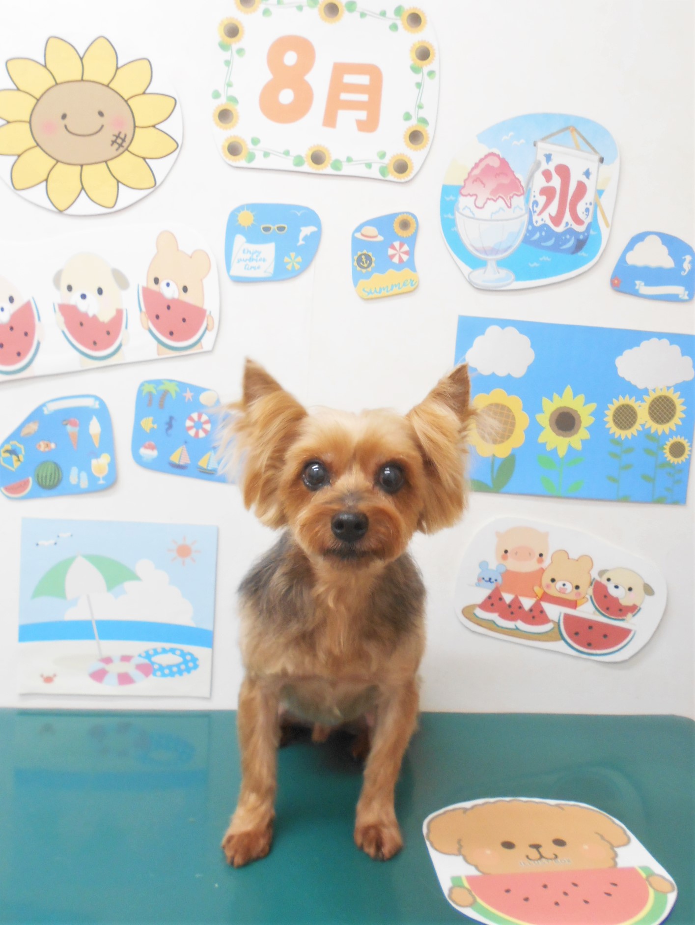 ヨークシャーテリアのトリミングカット シュシュどうぶつ病院の1枚目