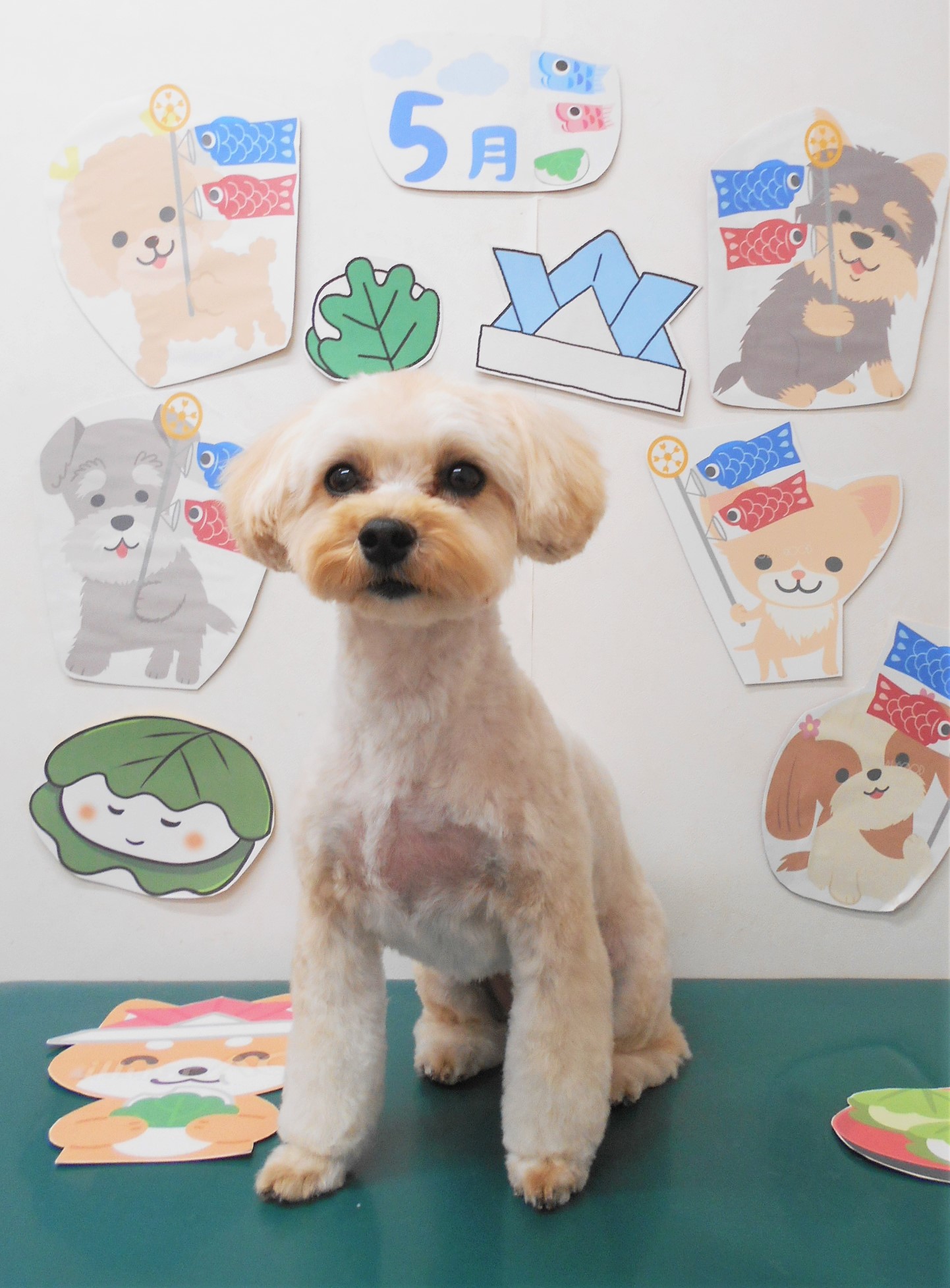 ミックス犬(その他)のトリミングカット シュシュどうぶつ病院の1枚目