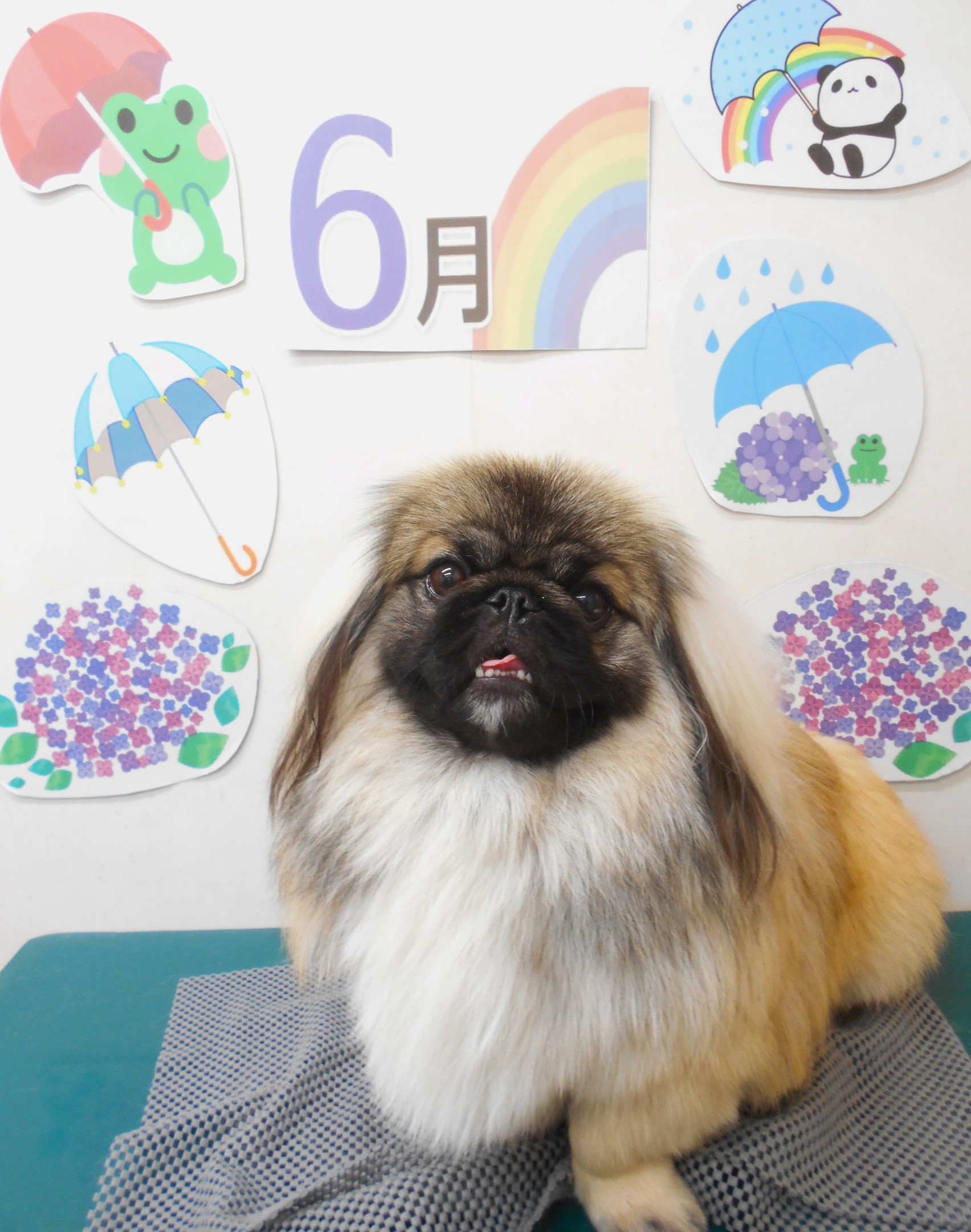 ペキニーズのトリミングカット シュシュどうぶつ病院の1枚目