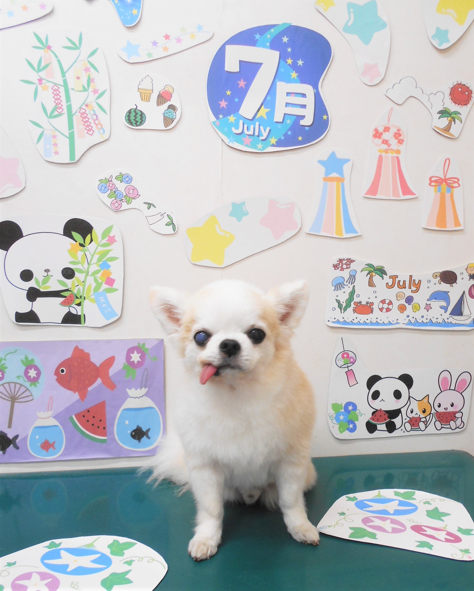 チワワのトリミングカット シュシュどうぶつ病院の1枚目