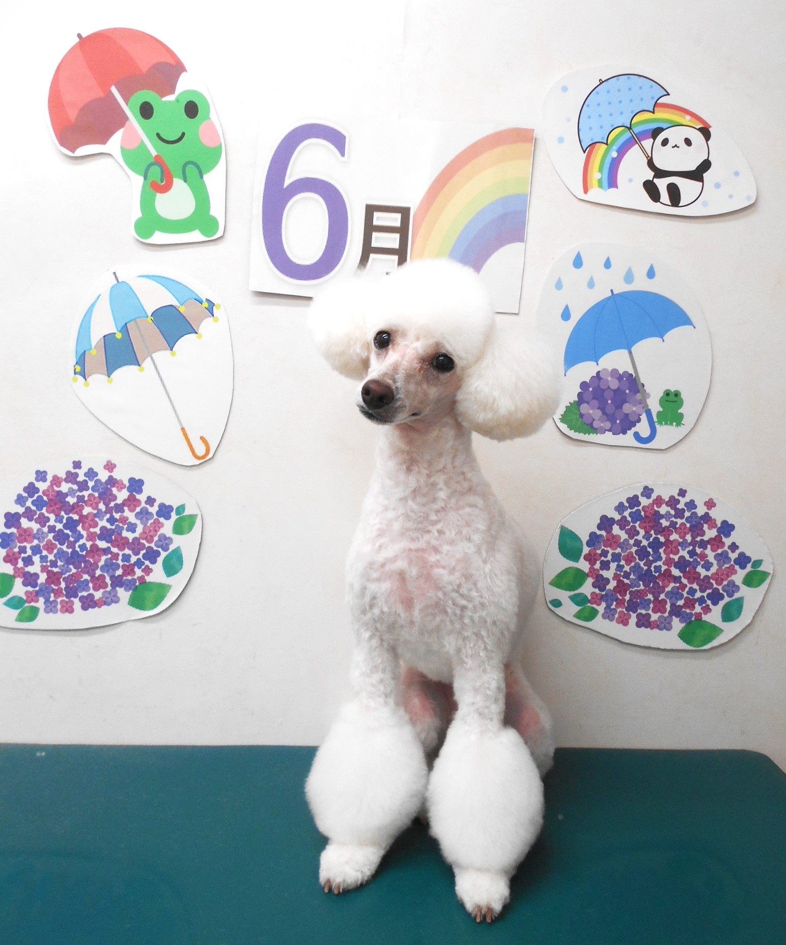 トイプードルのトリミングカット シュシュどうぶつ病院の1枚目
