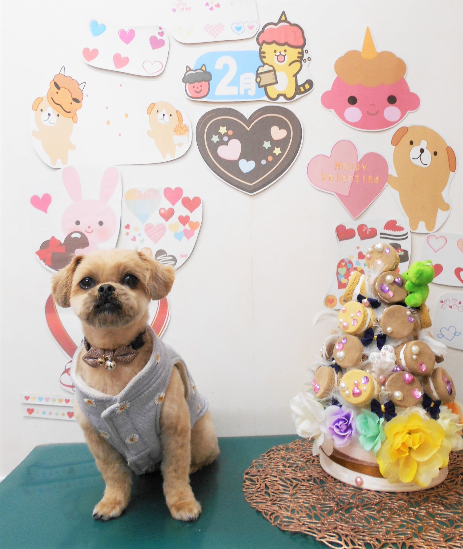 ミックス犬(その他)のトリミングカット シュシュどうぶつ病院の1枚目