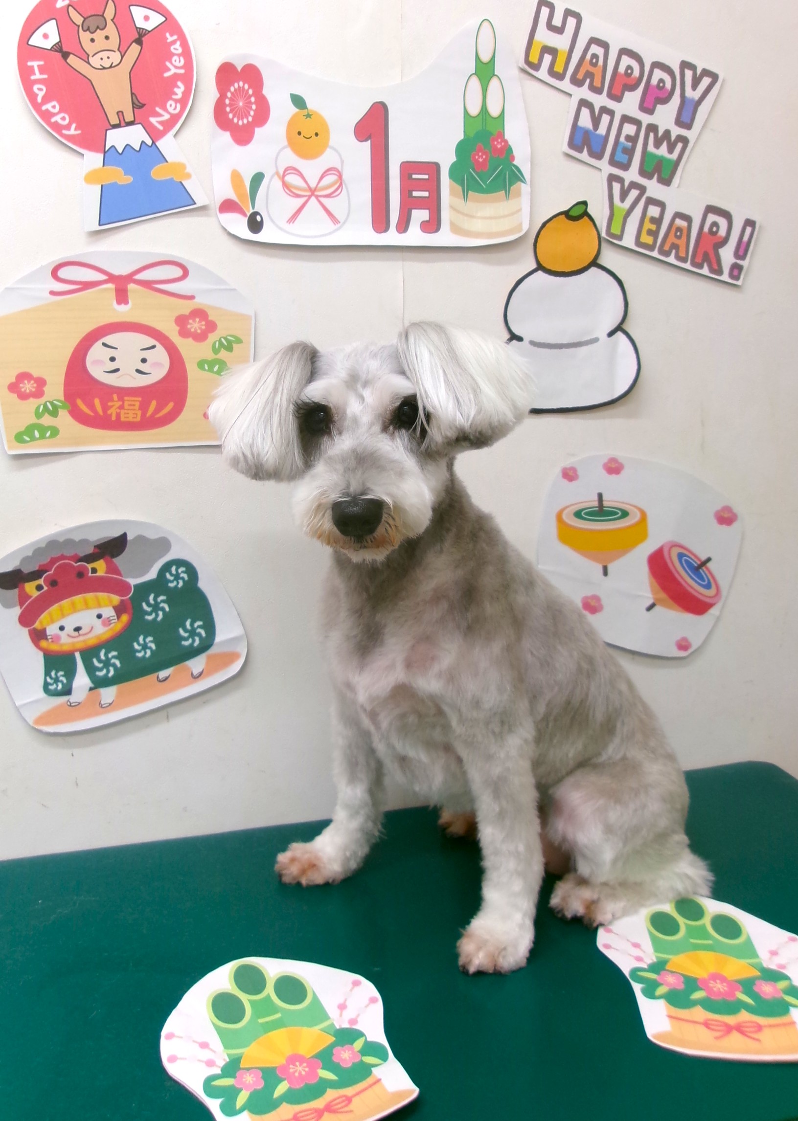 ミニチュアシュナウザーのトリミングカット シュシュどうぶつ病院の1枚目