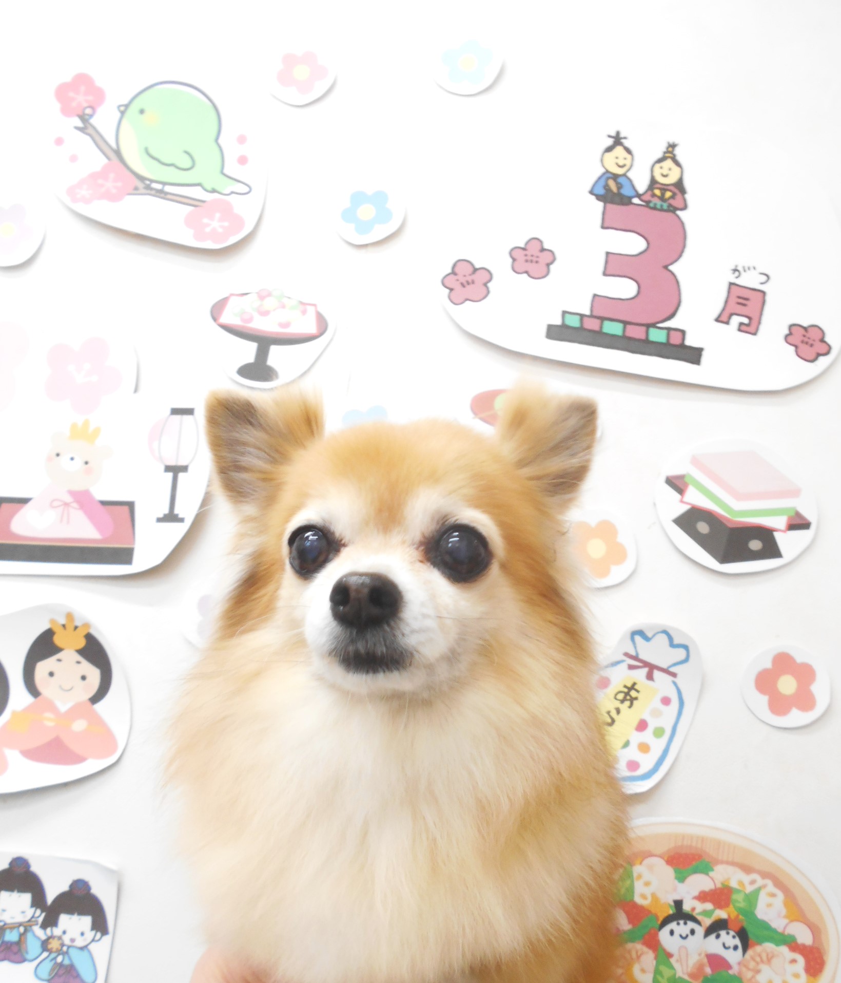 チワワのトリミングカット シュシュどうぶつ病院の1枚目