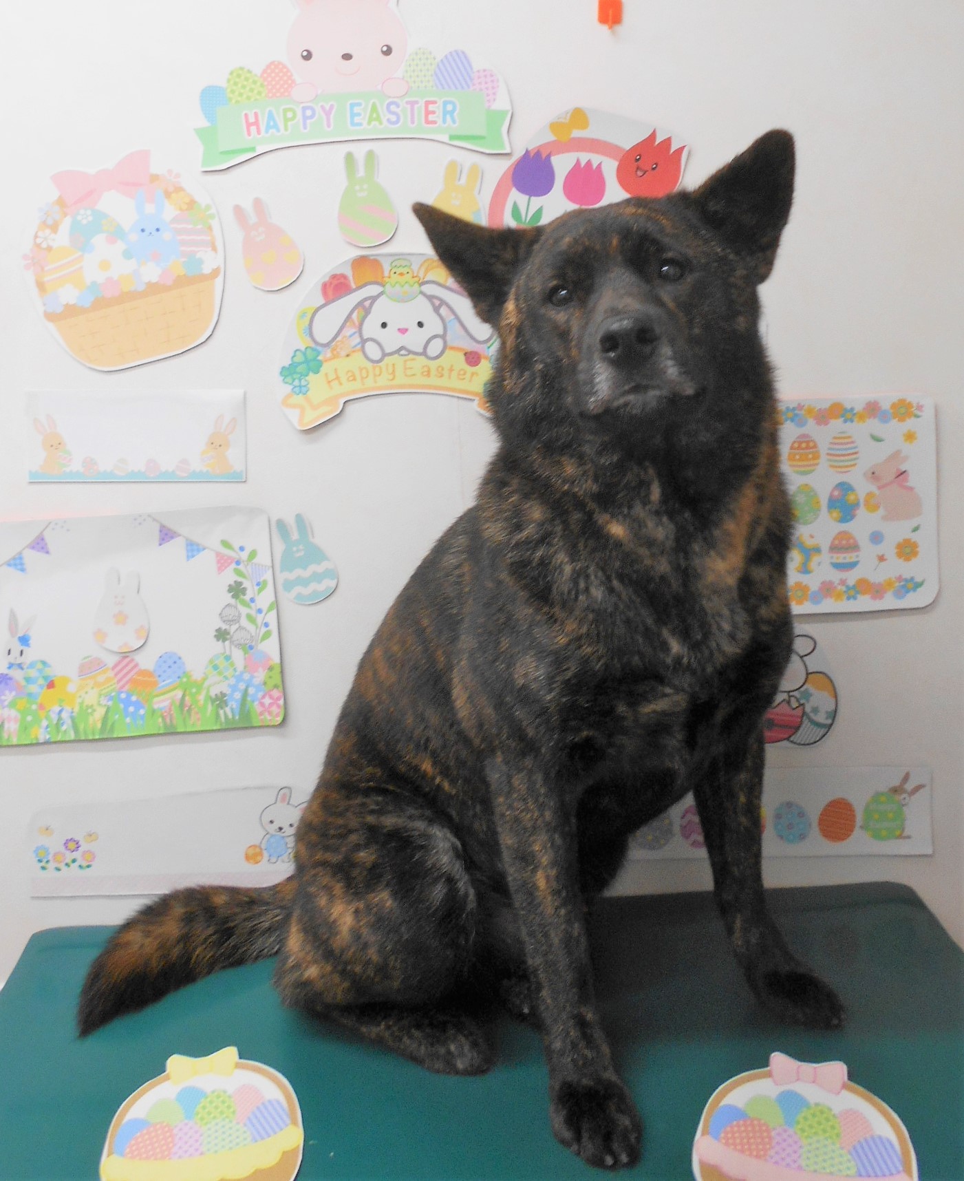 甲斐犬のトリミングカット シュシュどうぶつ病院の1枚目