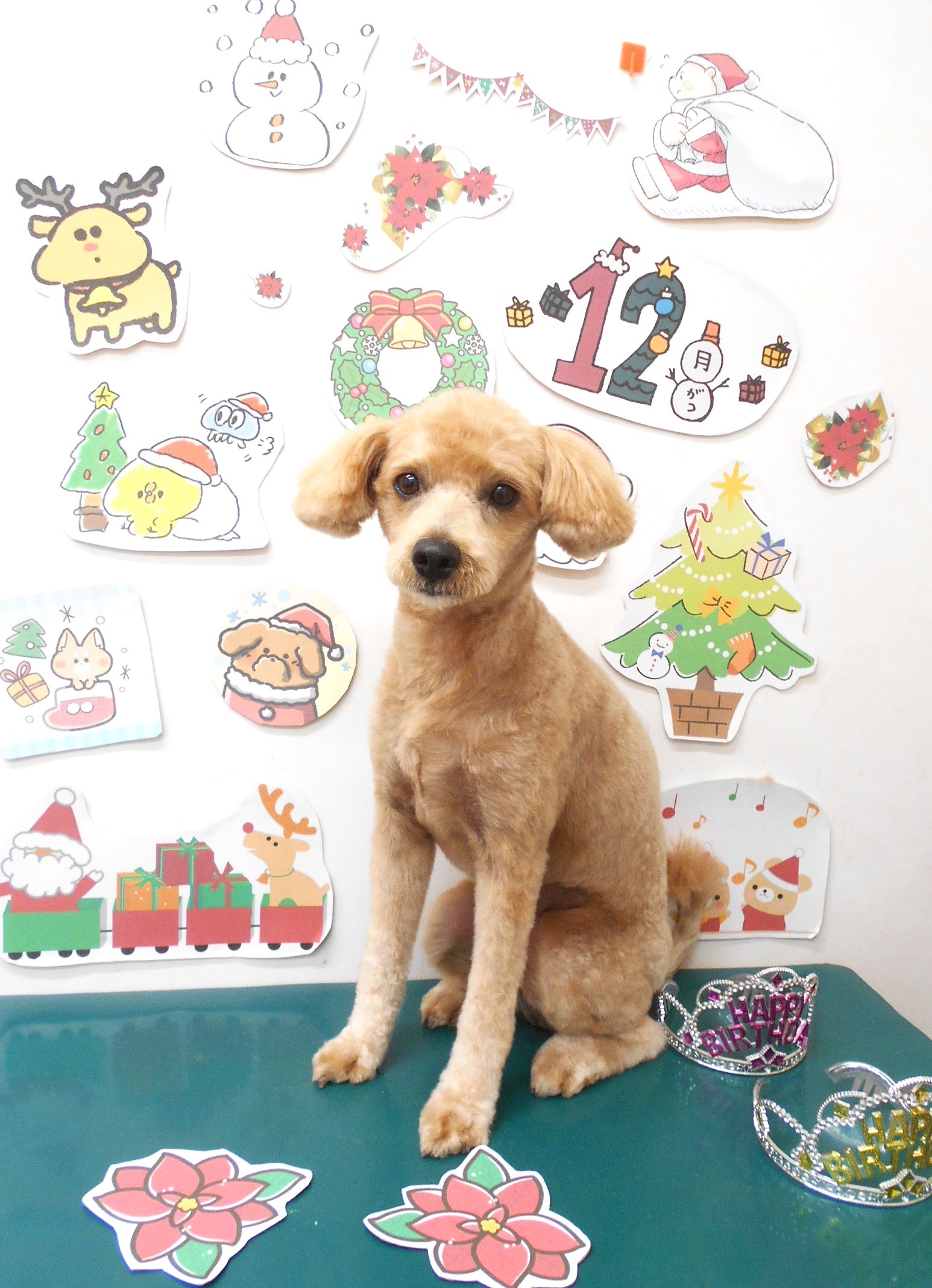 ミックス犬(その他)のトリミングカット シュシュどうぶつ病院の1枚目