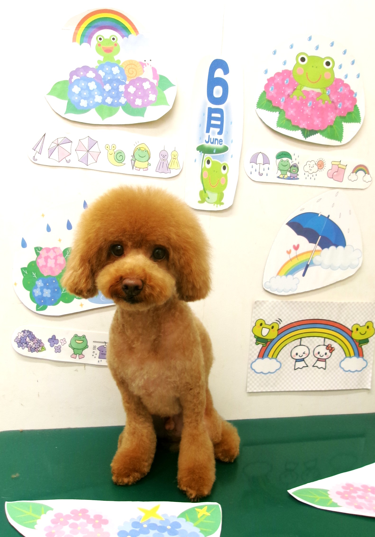 トリミングサロン シュシュどうぶつ病院のトリミングカット-10138の1枚目