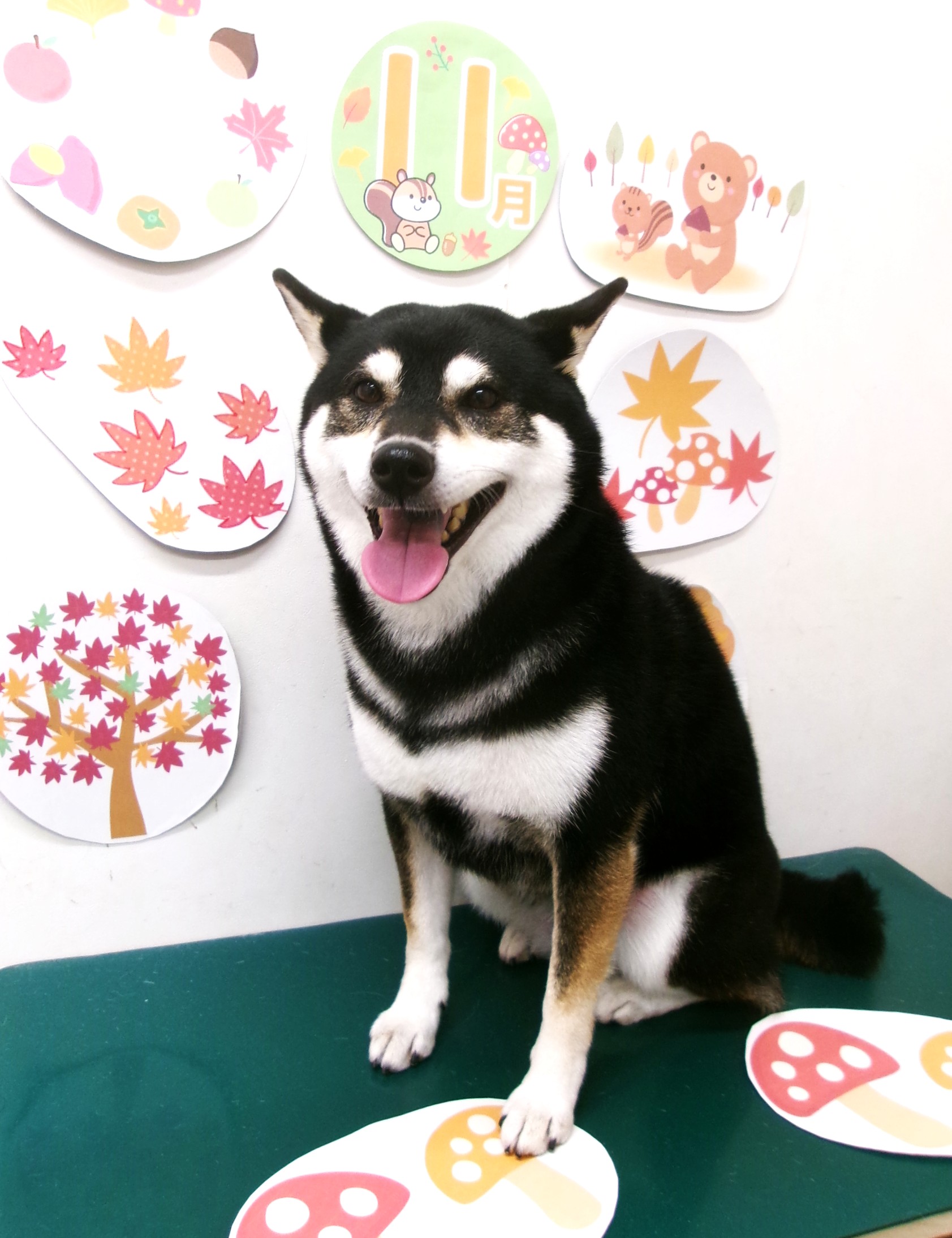 柴犬のトリミングカット シュシュどうぶつ病院の1枚目