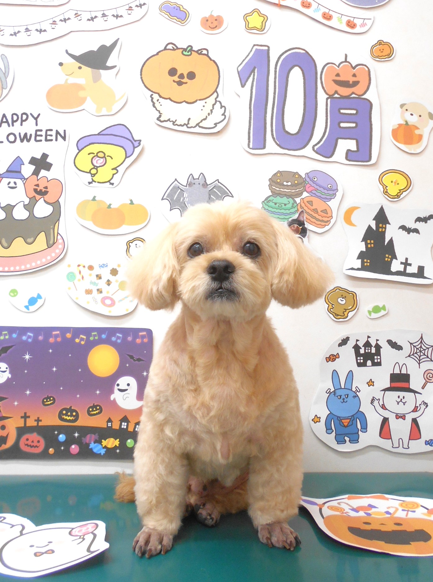 ミックス犬(その他)のトリミングカット シュシュどうぶつ病院の1枚目