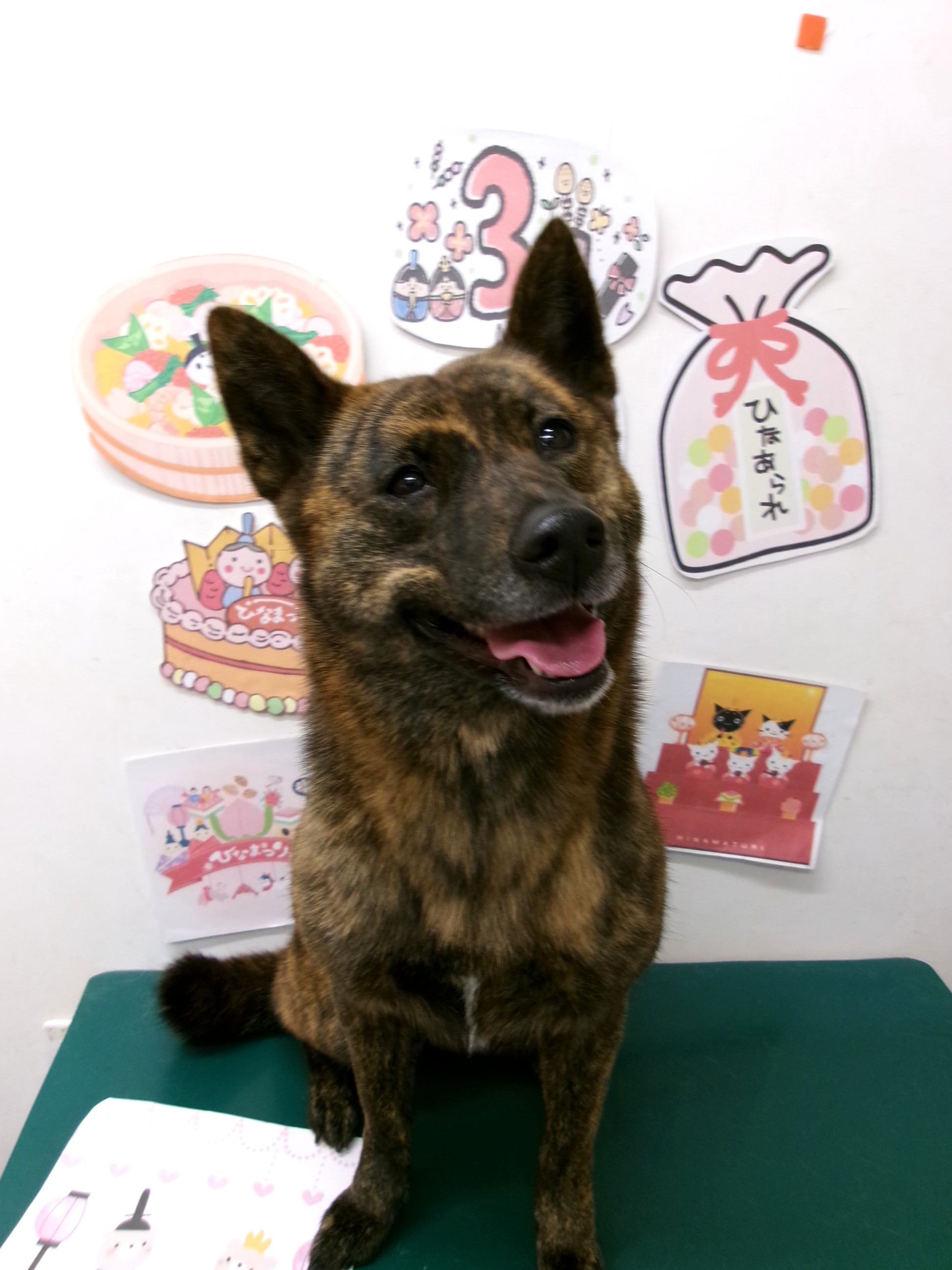 トリミングサロン シュシュどうぶつ病院のトリミングカット-9836の1枚目